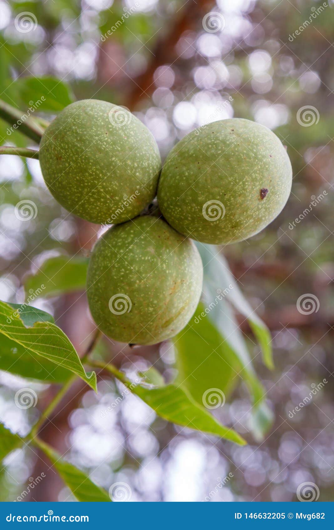 Branch Of Walnut Tree With Unripe Nuts In The Garden Stock Image