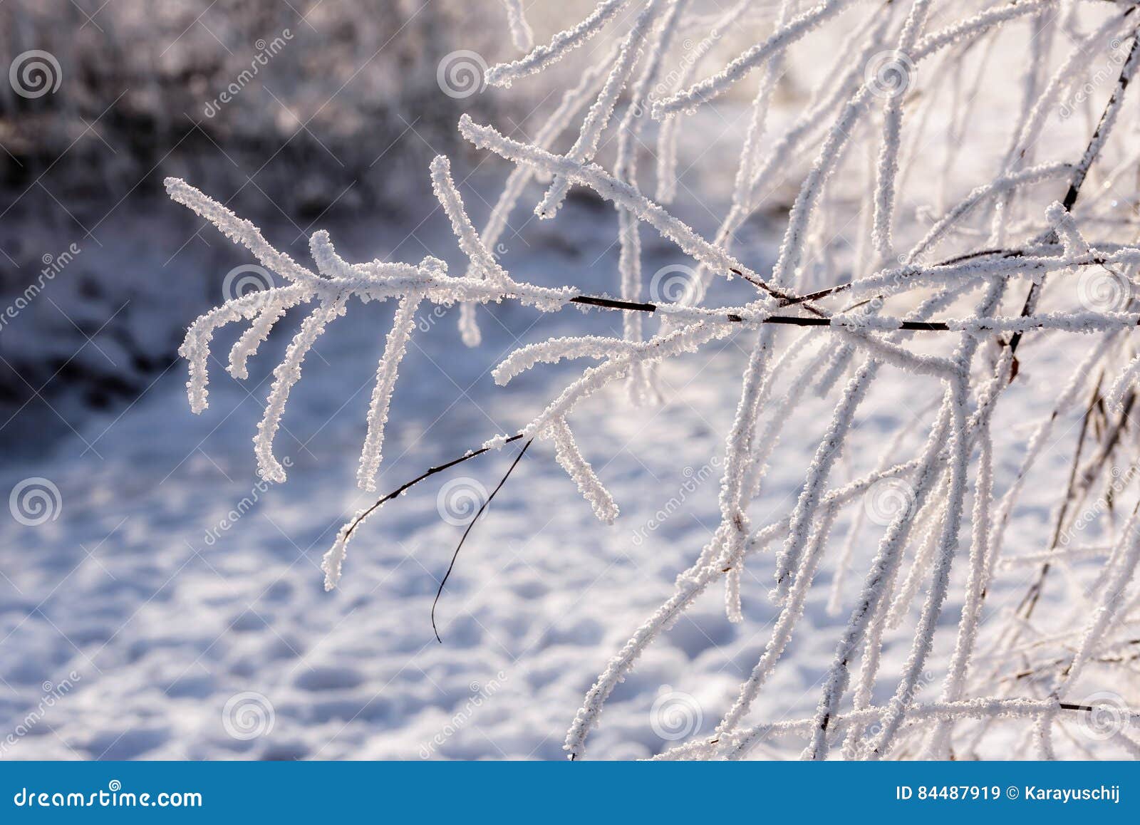 Branch of Weeping Willow Covered by Snow and Frost in Winter Stock ...