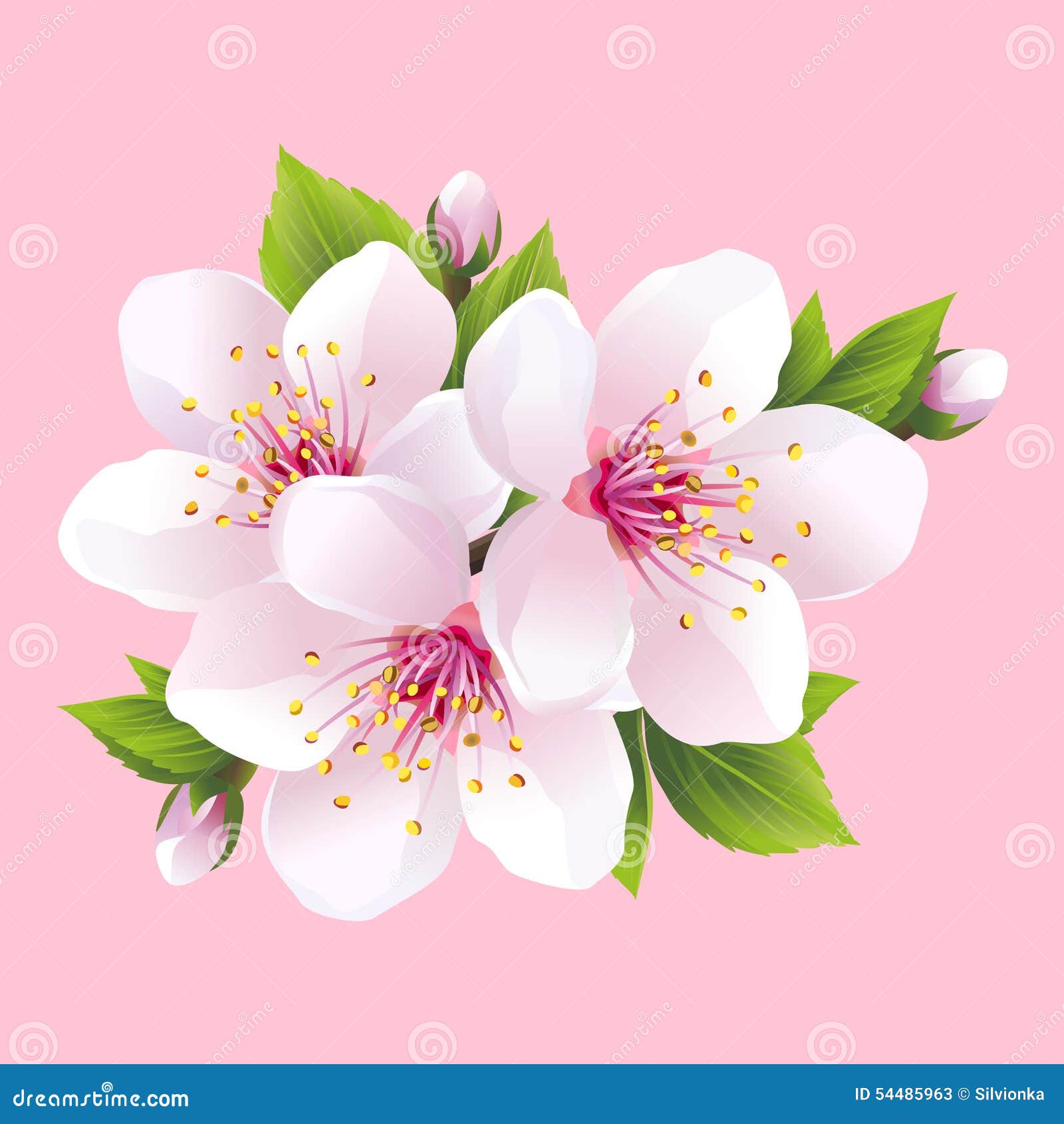Branch of White Blossoming Sakura   Japanese Cherry Tree Stock ...