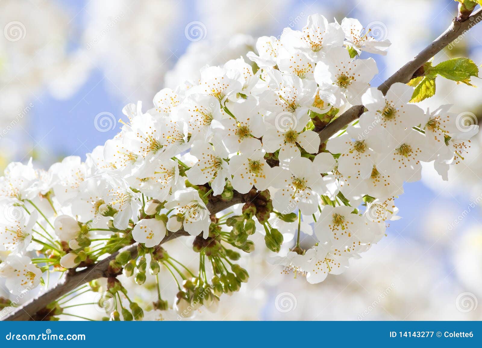 branch with white cherry blossom in spring