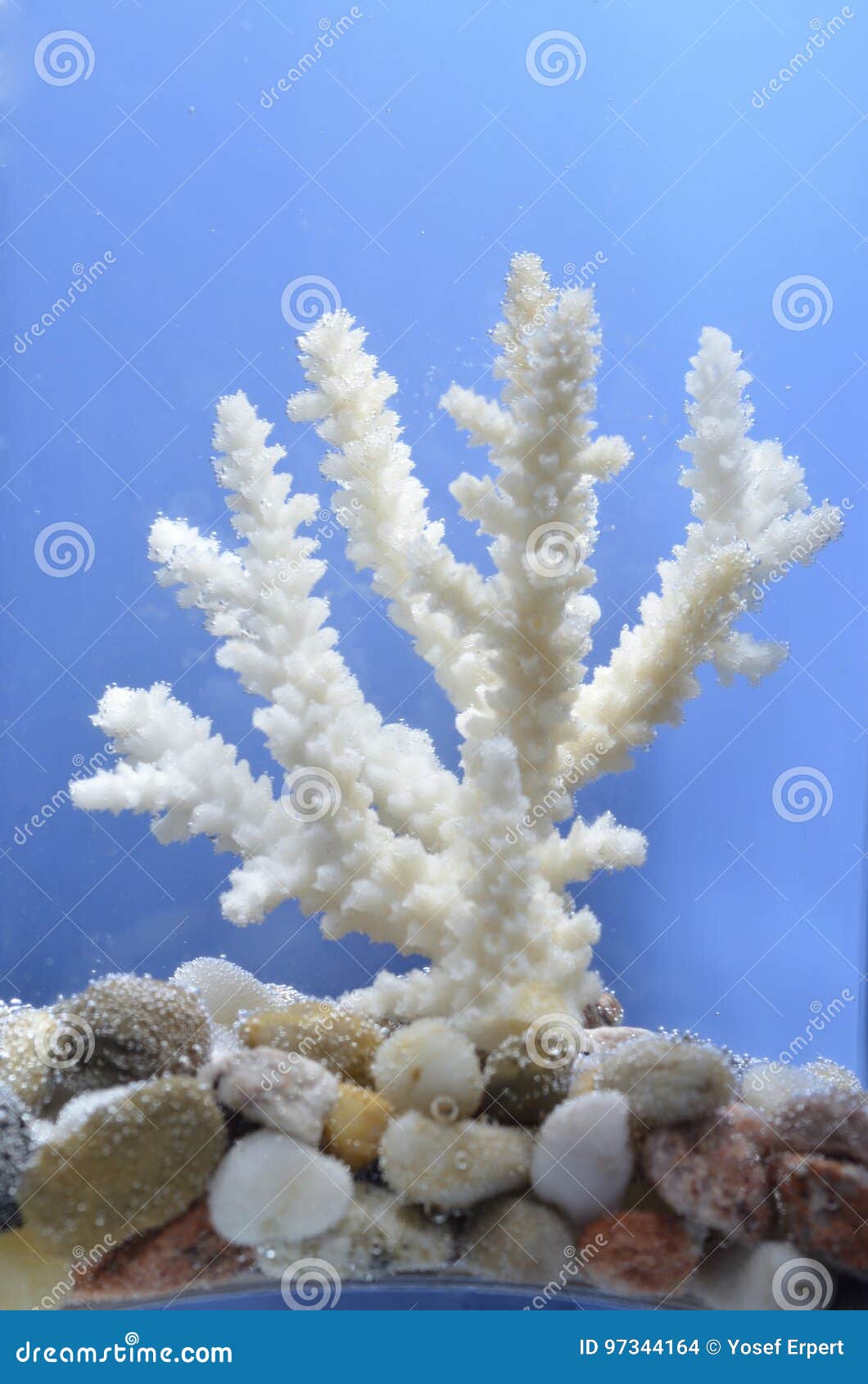 Branch of white coral stock photo. Image of background - 97344164