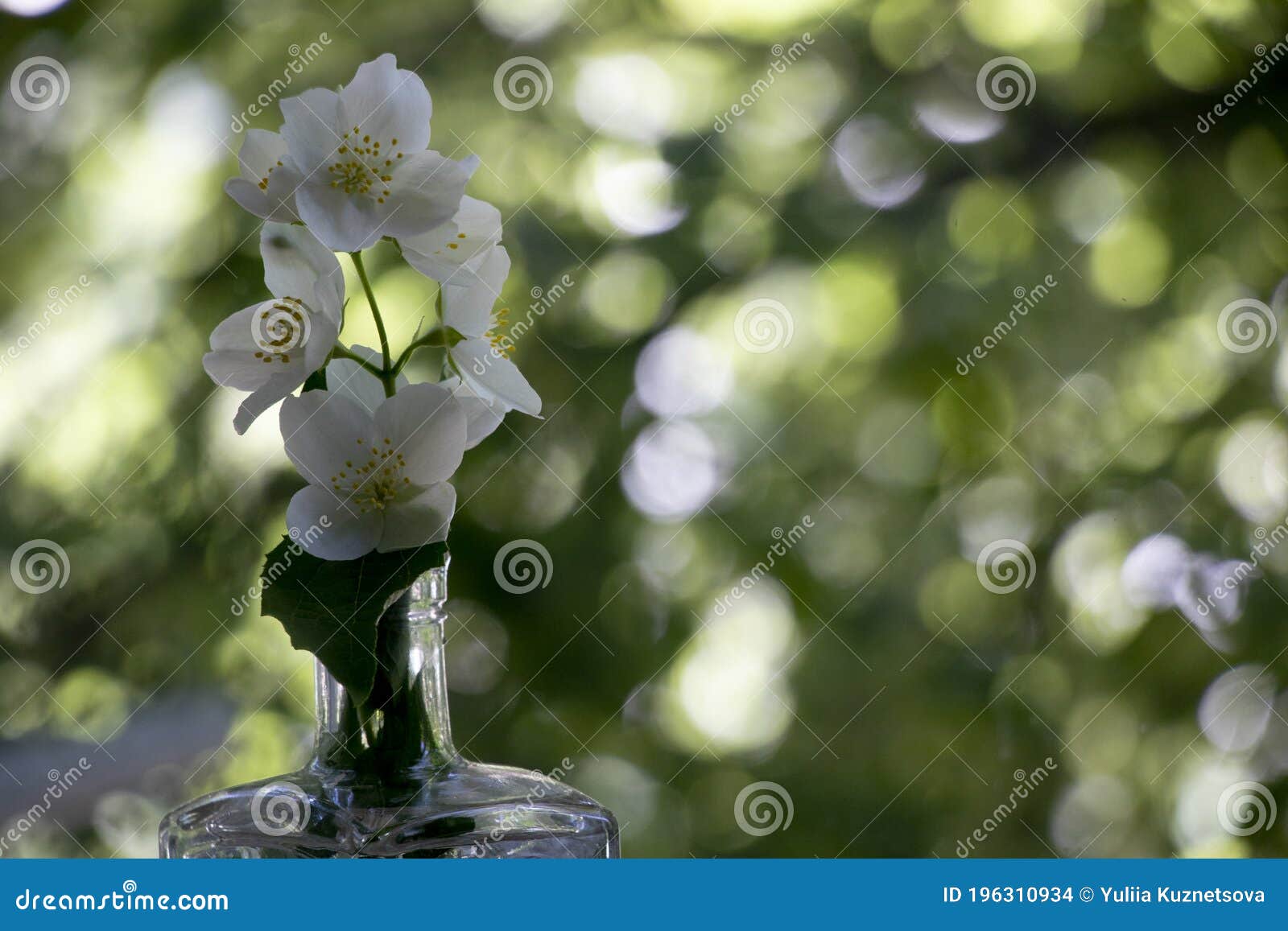 a branch of white, fragrant jasmine stands on the window. fresh green background. flowers