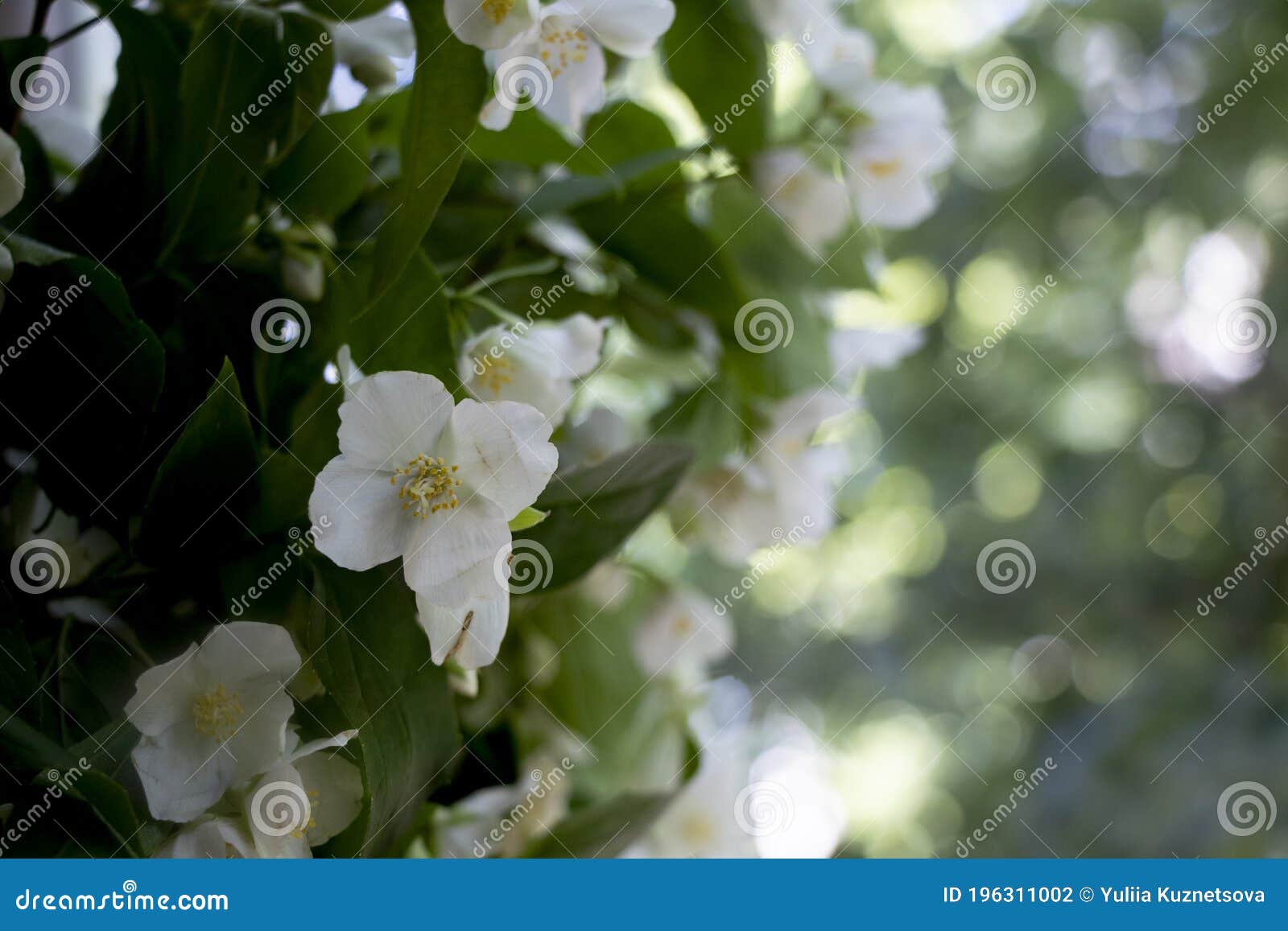 a branch of white, fragrant jasmine stands on the window. fresh green background. flowers