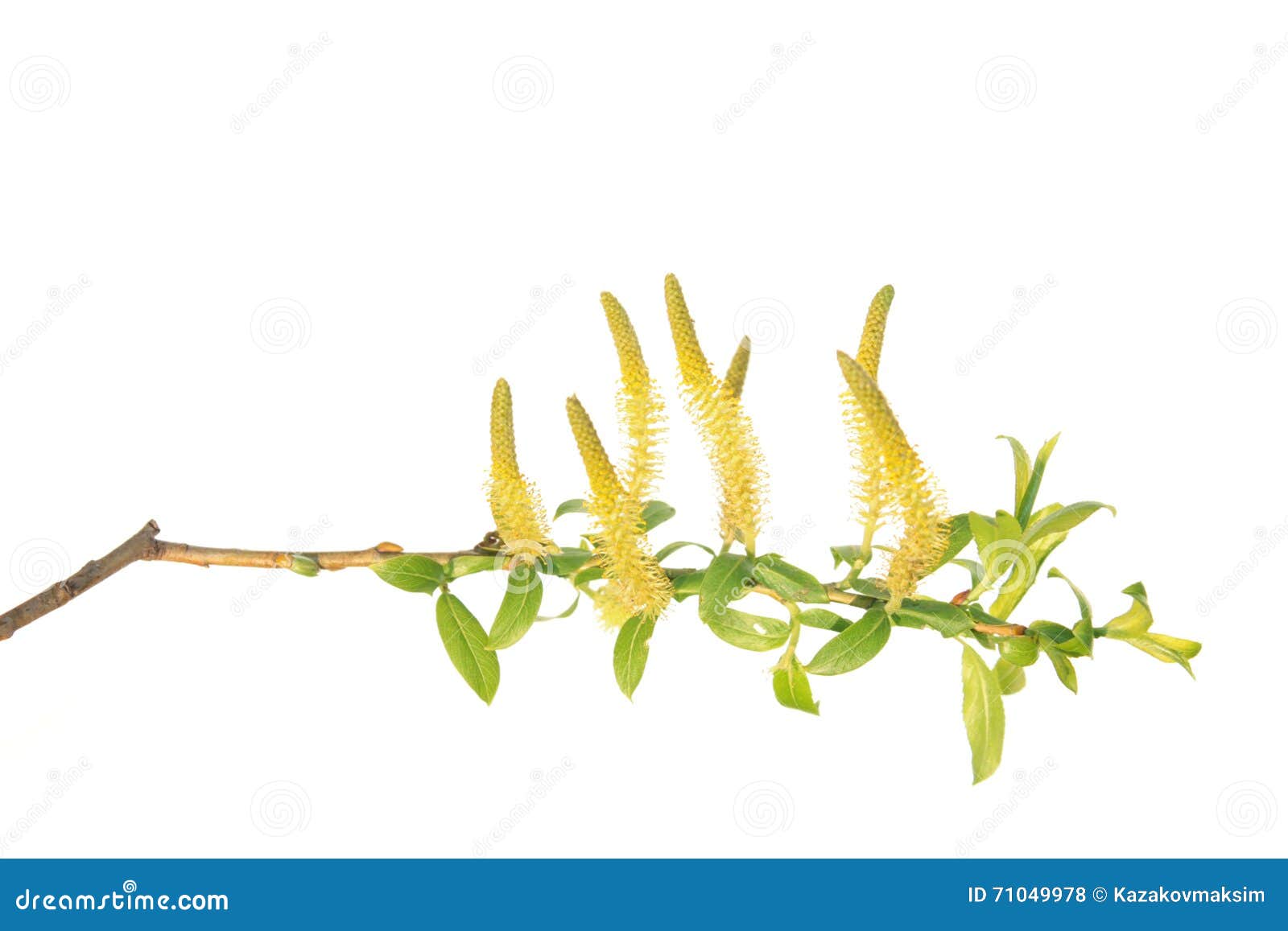 branch of white willow (salix alba) with catkins  on white