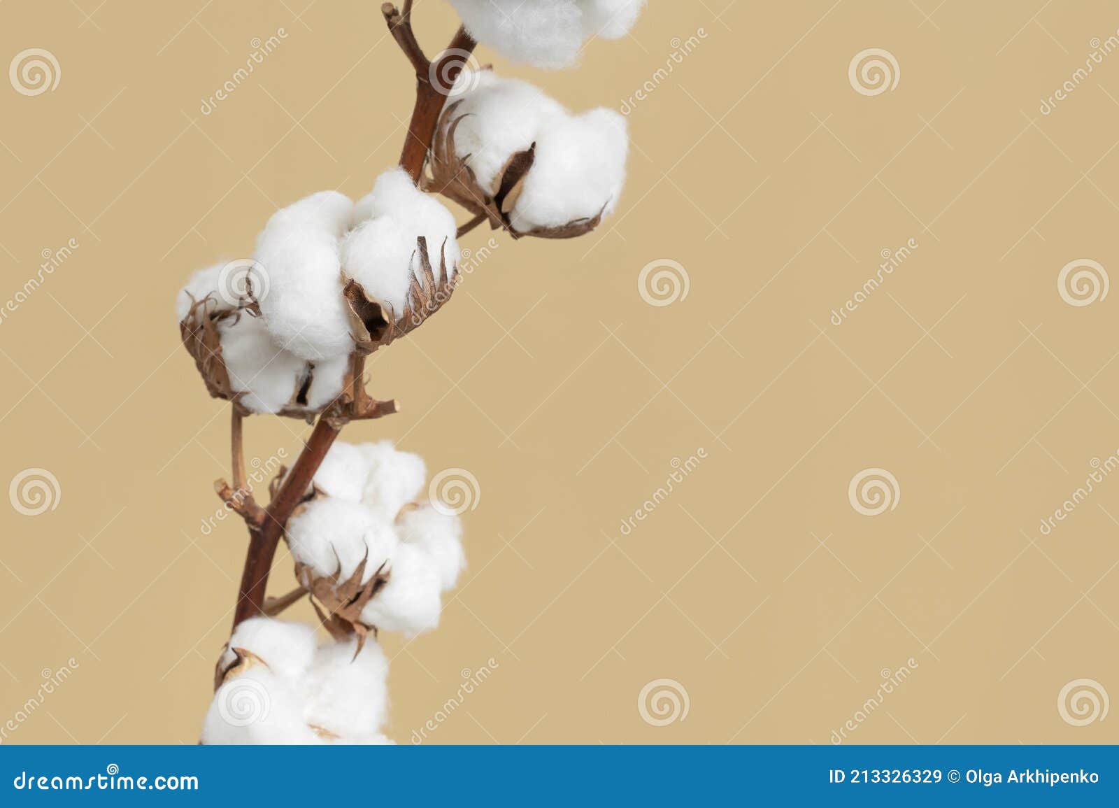 Branche Avec Des Fleurs De Coton Blanc Duveteux Sur Fond Beige Plat.  Délicate Lumière Beauté Coton Fond. Naturel Image stock - Image du fibre,  isolement: 213326329