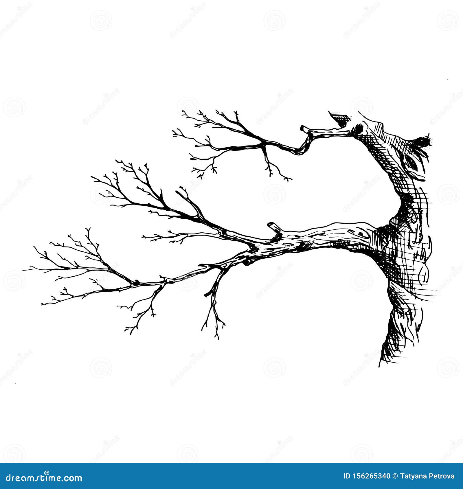 Dessin Branche D arbre Sans Feuille Branche D'arbre. Illustration Vectorielle Du Style D'esquisse Dessinée à La Main Illustrant La Branche De L'arbre Sans Feuilles. Illustration de Vecteur - Illustration du extérieur, jardin: 156265340