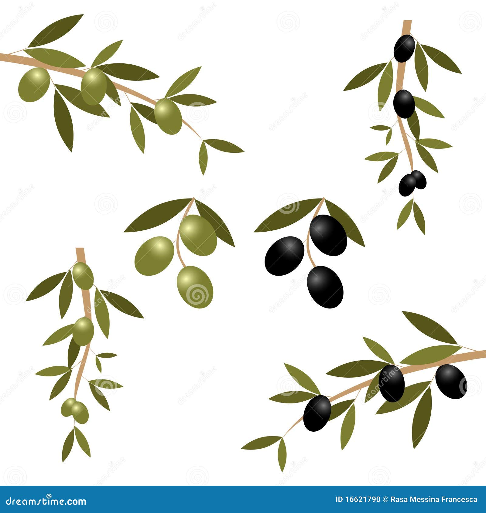 Branche D Olivier Illustration De Vecteur Illustration Du Nature