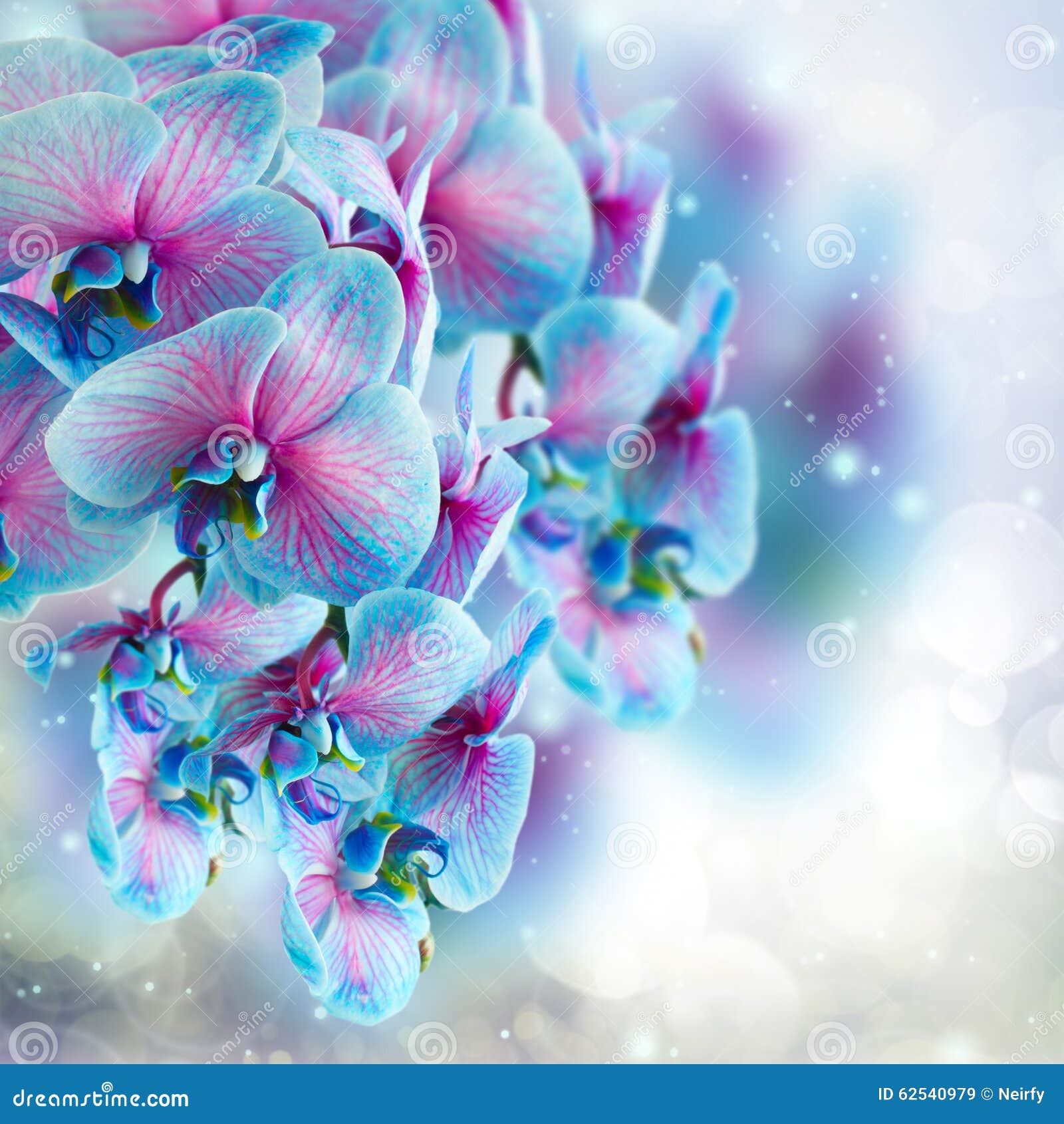 Branche D Orchidee Bleue Image Stock Image Du Bleu Couleur