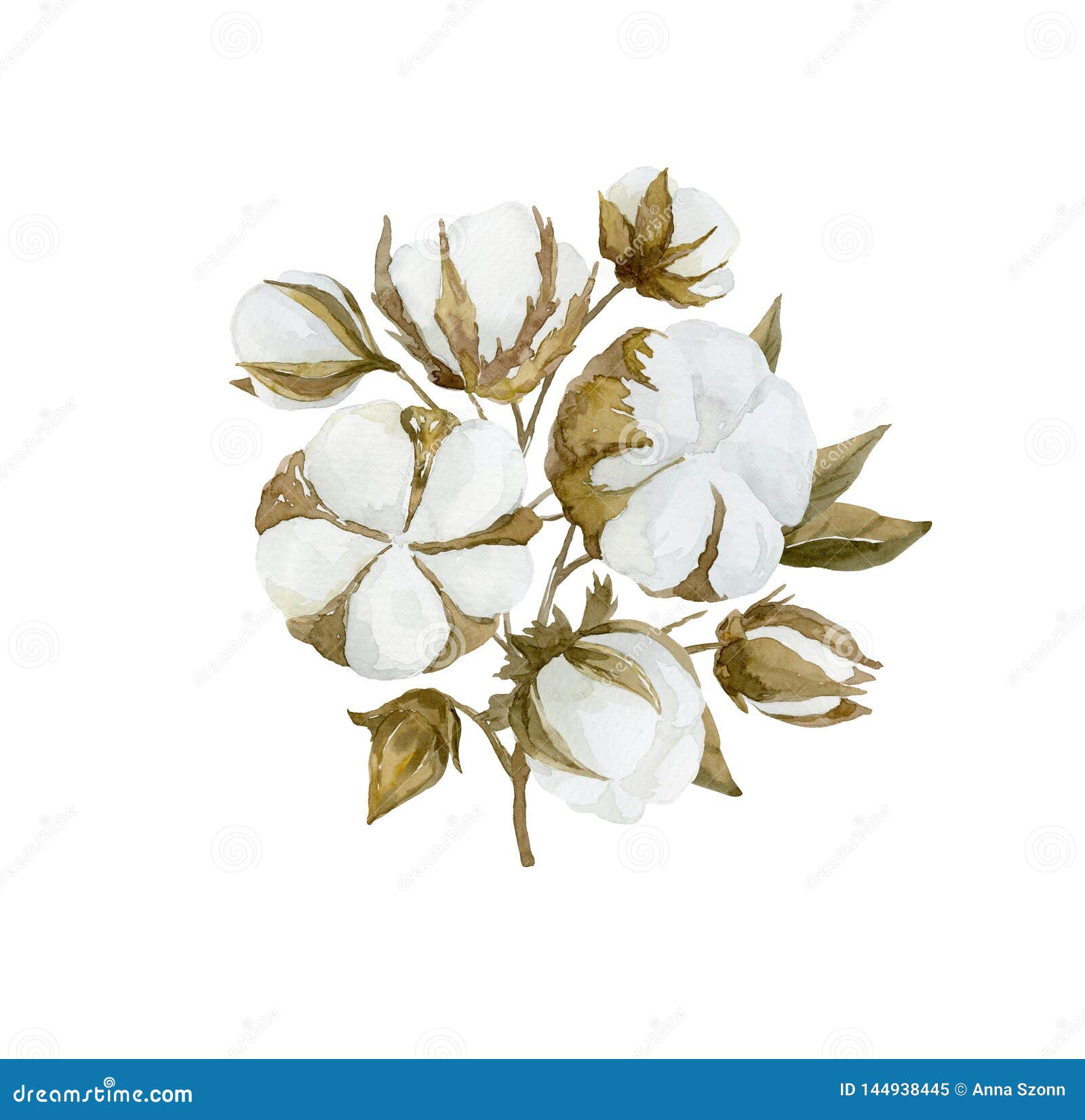 Branche De Fleur De Coton D'aquarelle Bouquet Floral Illustration Stock -  Illustration du blanc, feuillage: 144938445