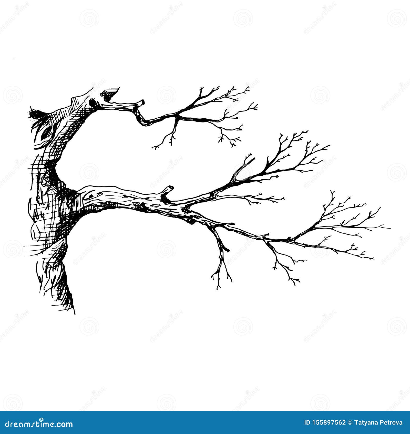 Dessin Arbre Sans Feuille Realiste Branche De L'arbre Illustration Vectorielle Du Style D'esquisse Dessinée à La Main Illustrant La Branche De L'arbre Sans Feuilles Illustration de Vecteur - Illustration du dessin, fond: 155897562