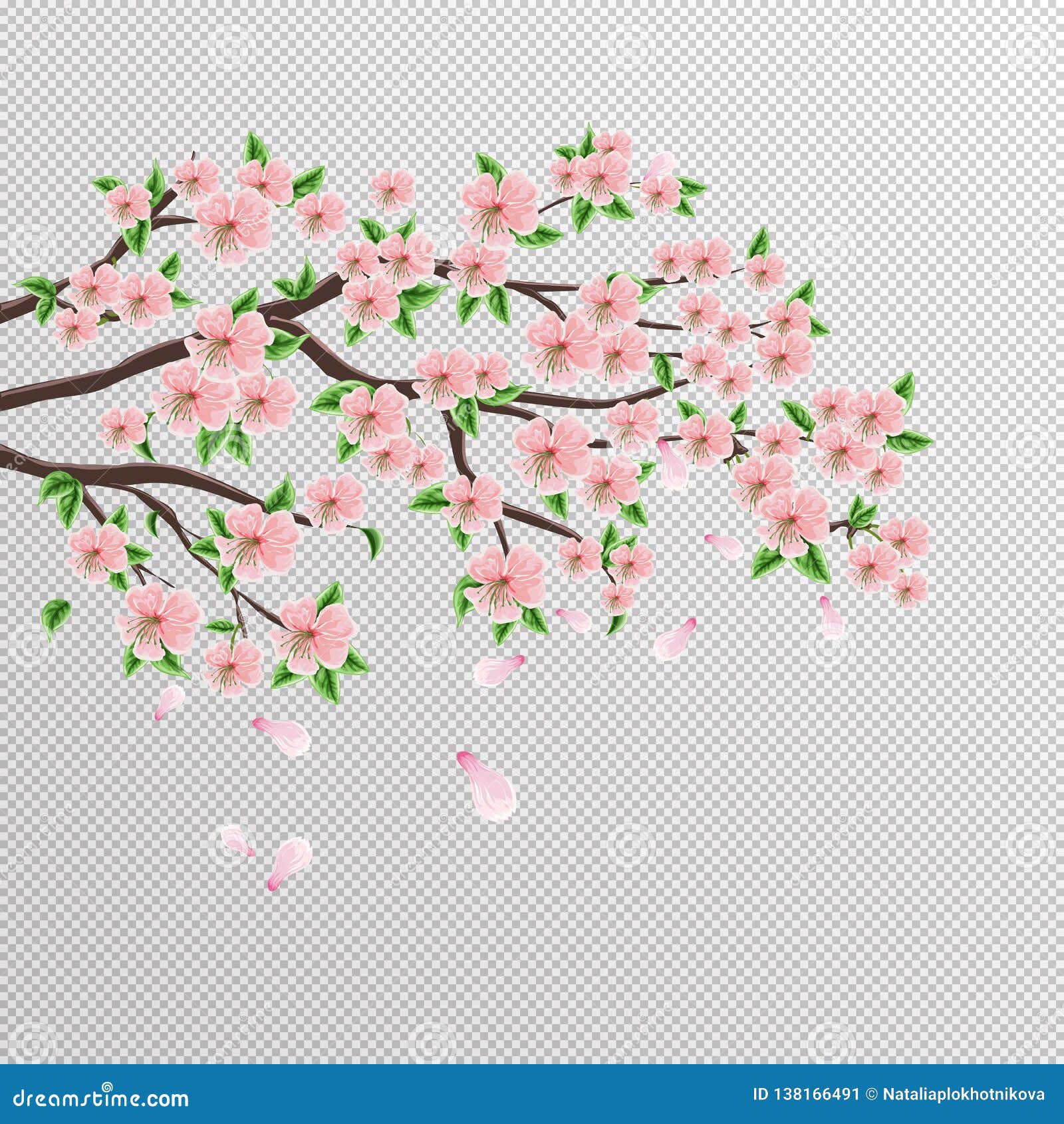 Dessin Branche Cerisier Japonais Gamboahinestrosa