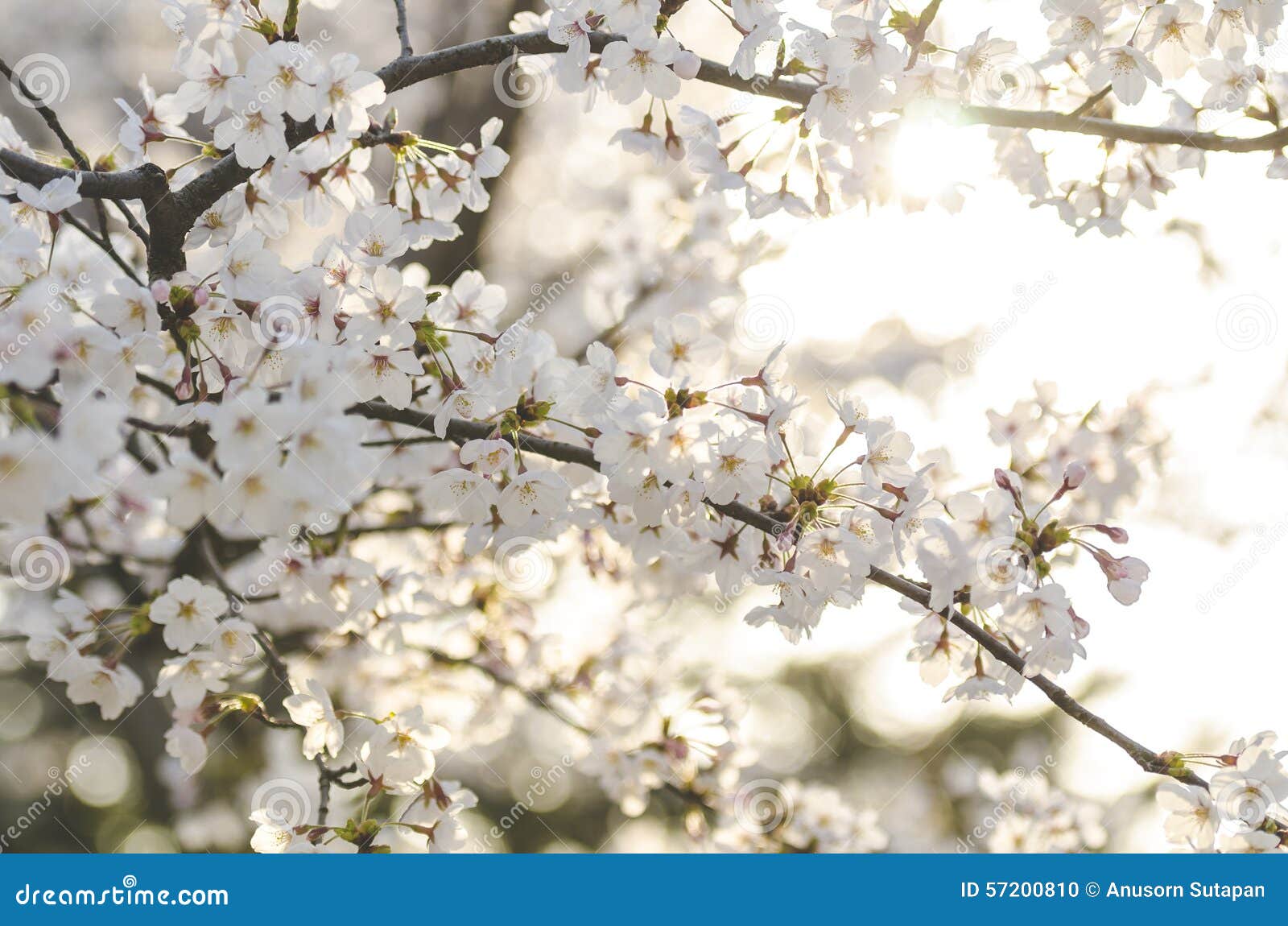 Branche des fleurs de cerisier de l'Himalaya sauvages blanches, arbre de Sakura au-dessus de fond de ciel bleu