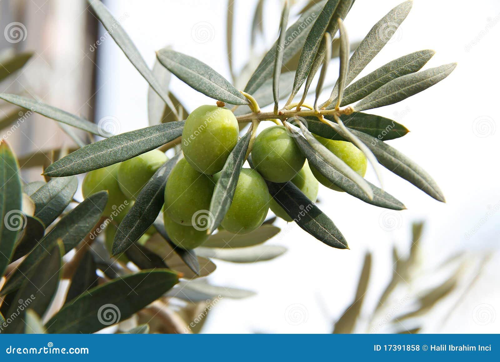 Branchement D'olives Vertes Photo stock Image du bouteille, calories