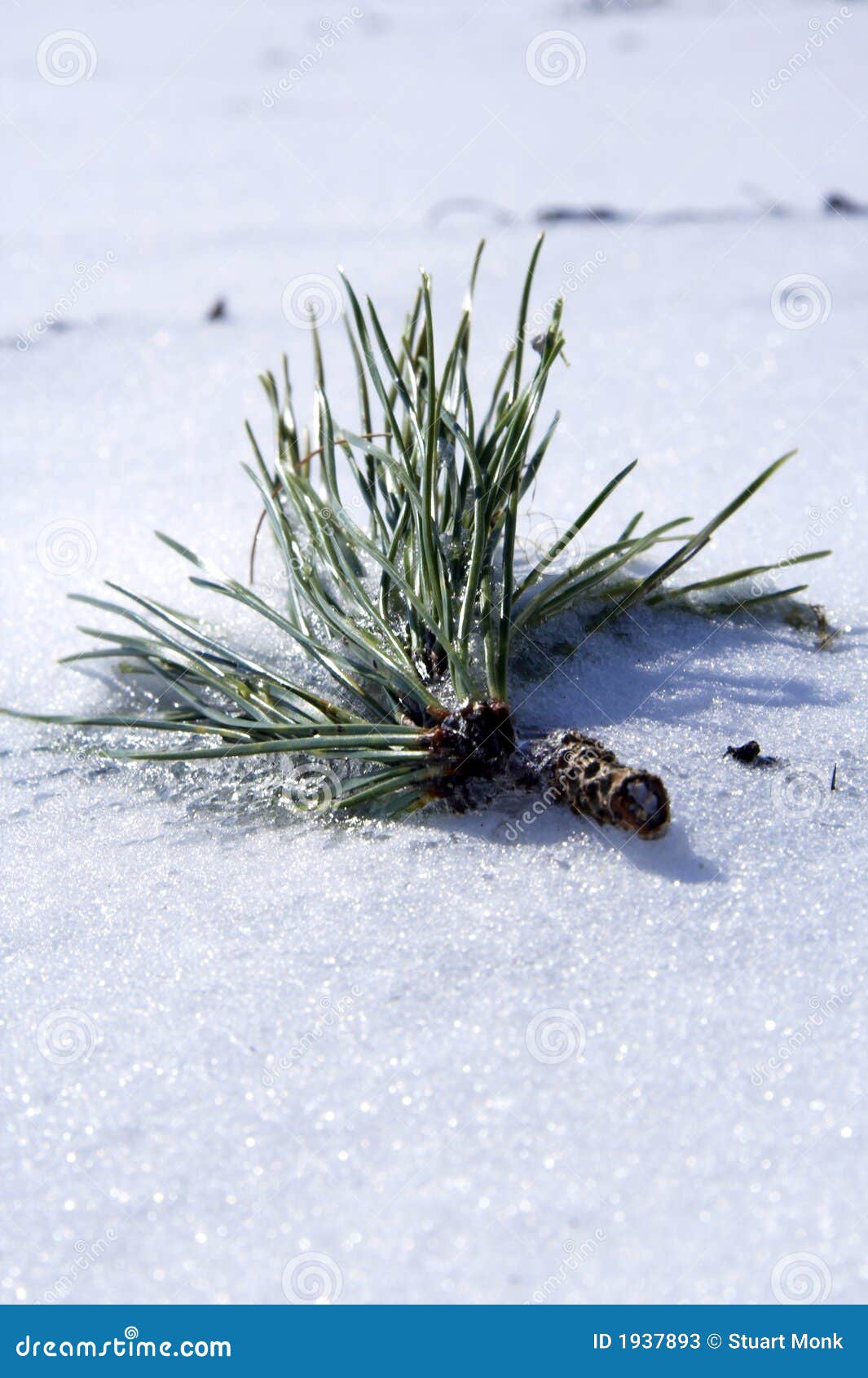 Branchement gelé. Branchement toujours d'actualité congelé dans la glace et la neige