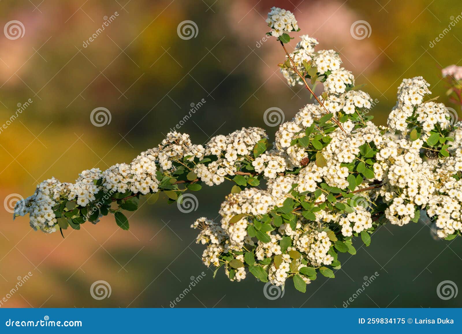 A Branches of an Apple Tree with White Flowers Blooms in the Garden