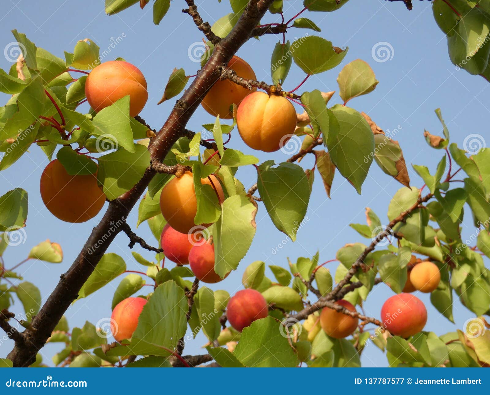 Branches of an Apricot Tree Stock Image Image of fresh, food 137787577