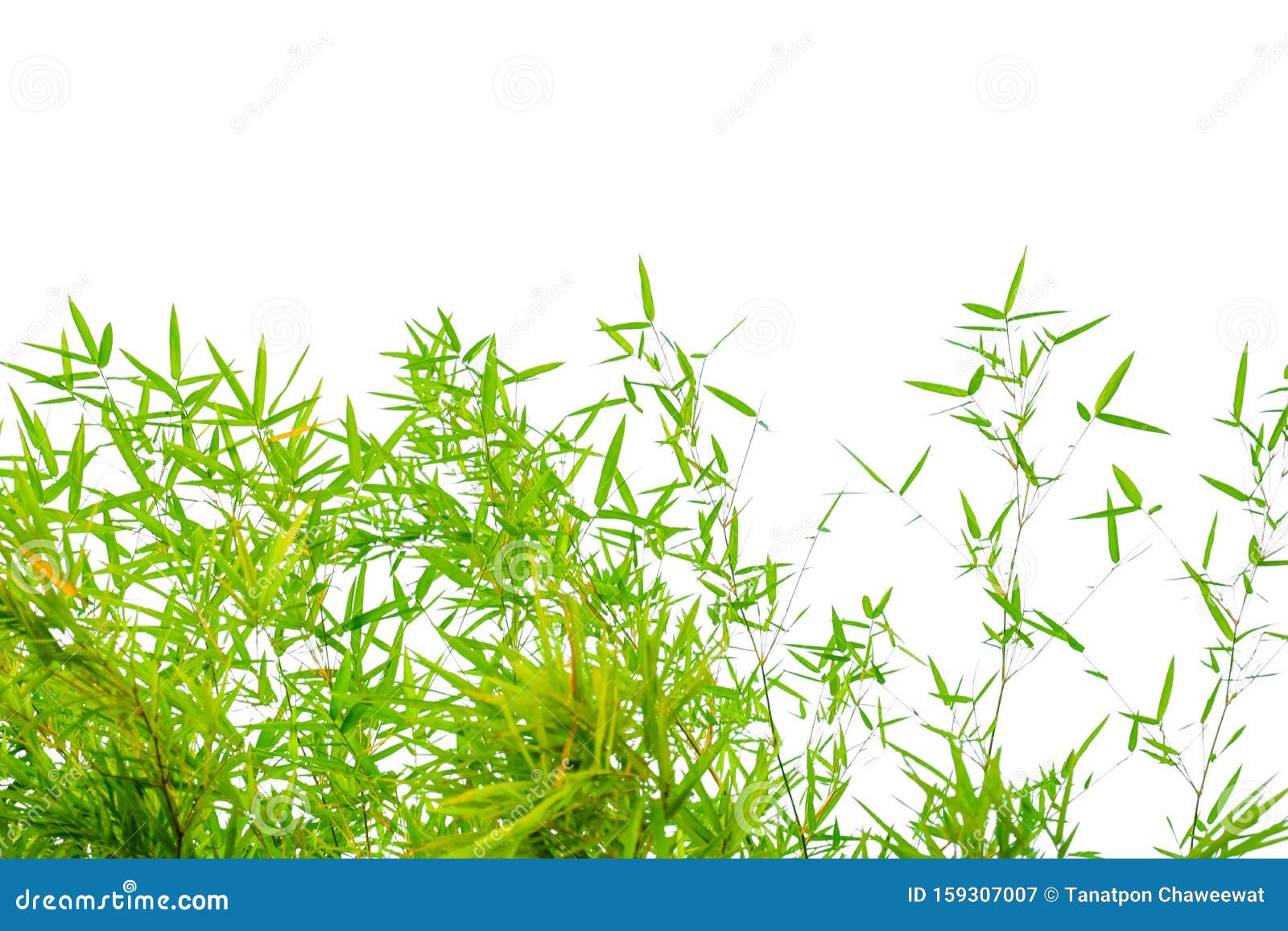 branches of bamboo leaves bambuseae