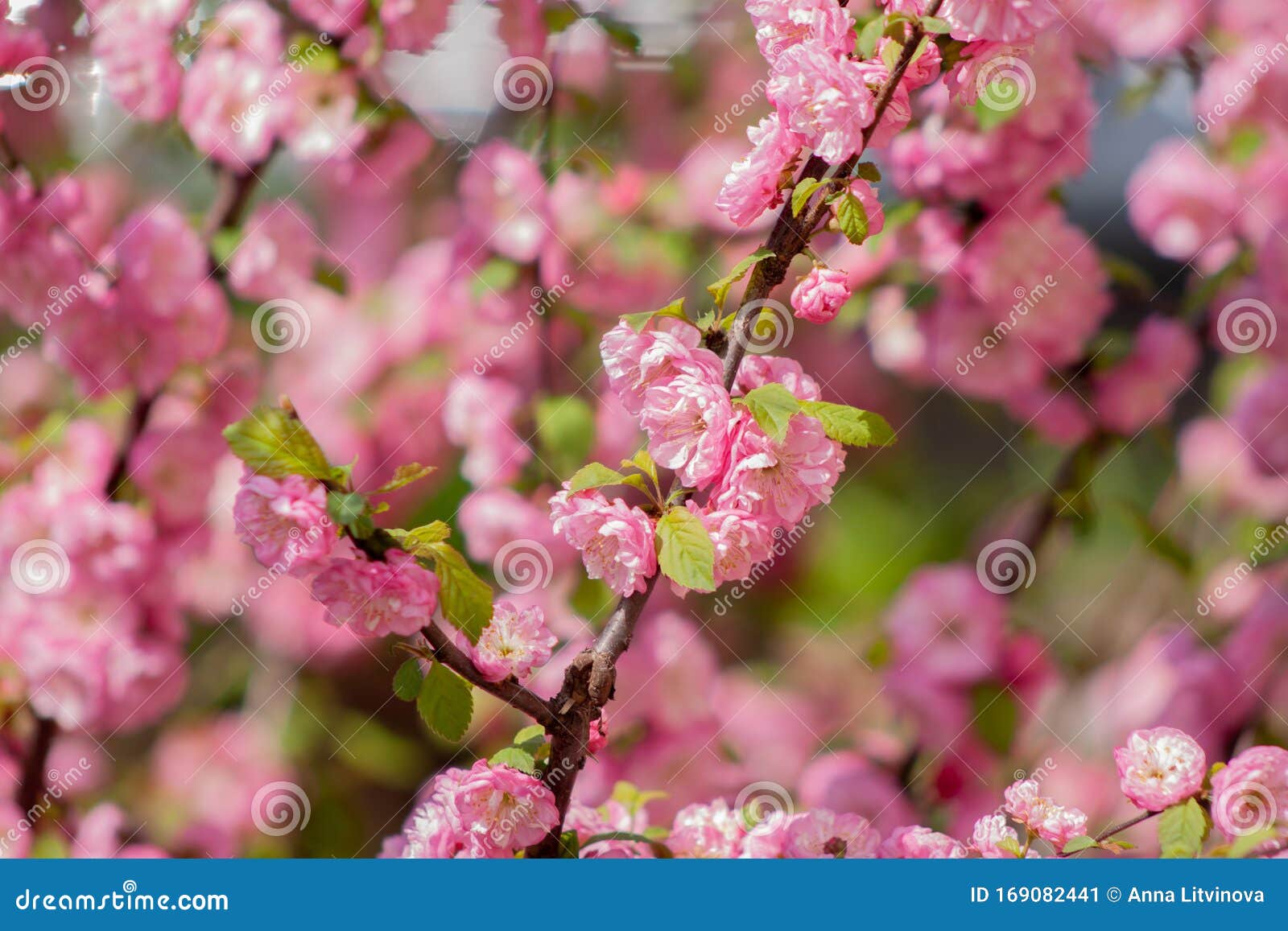 Branches of Blooming Cherry in the Sun Stock Image Image of botany