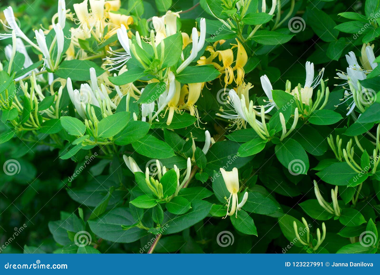 Branches of a Blooming Yellow White Honeysuckle in the Garden. Stock