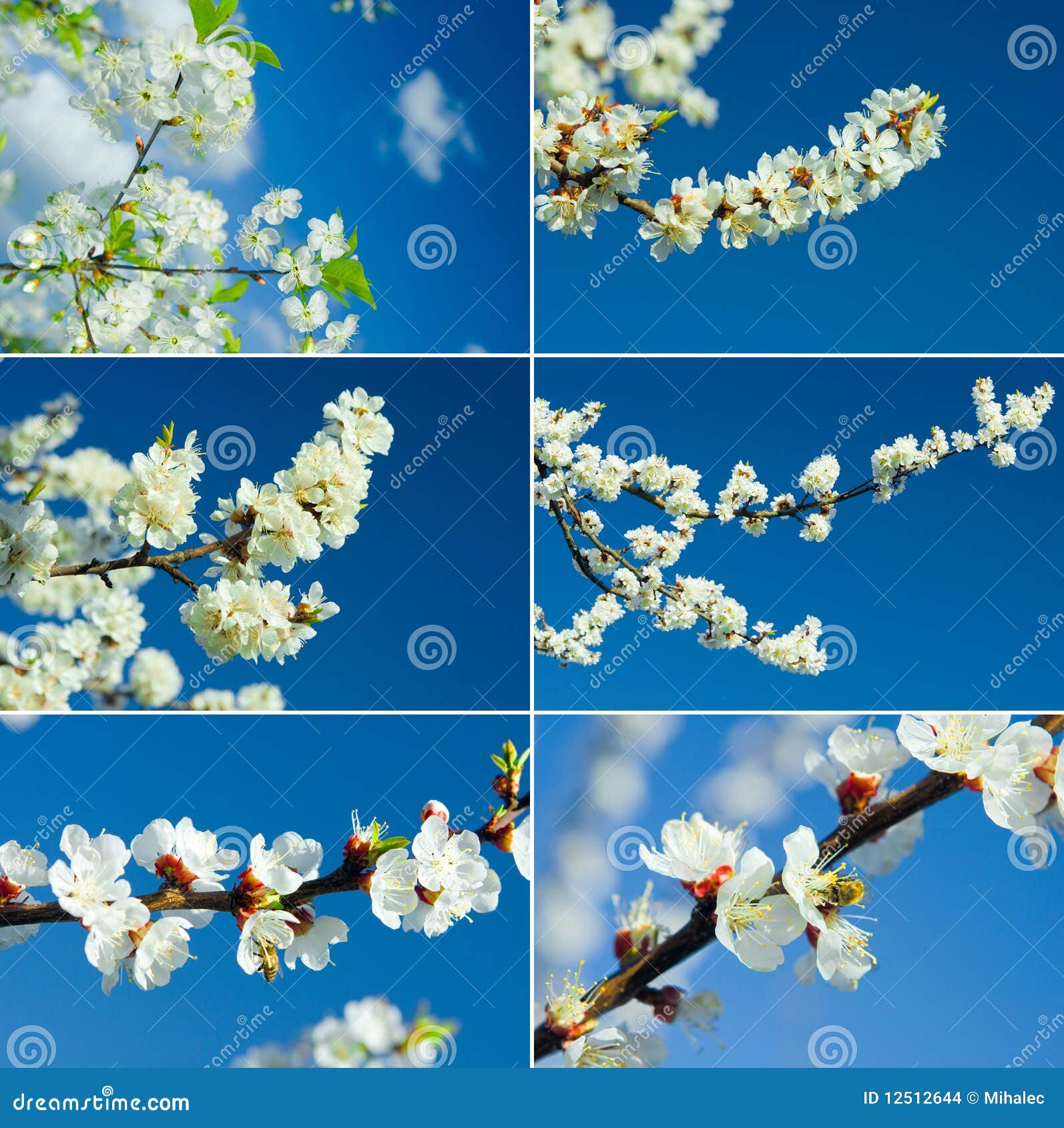 Branches blossoming stock photo. Image of plant, organic - 12512644