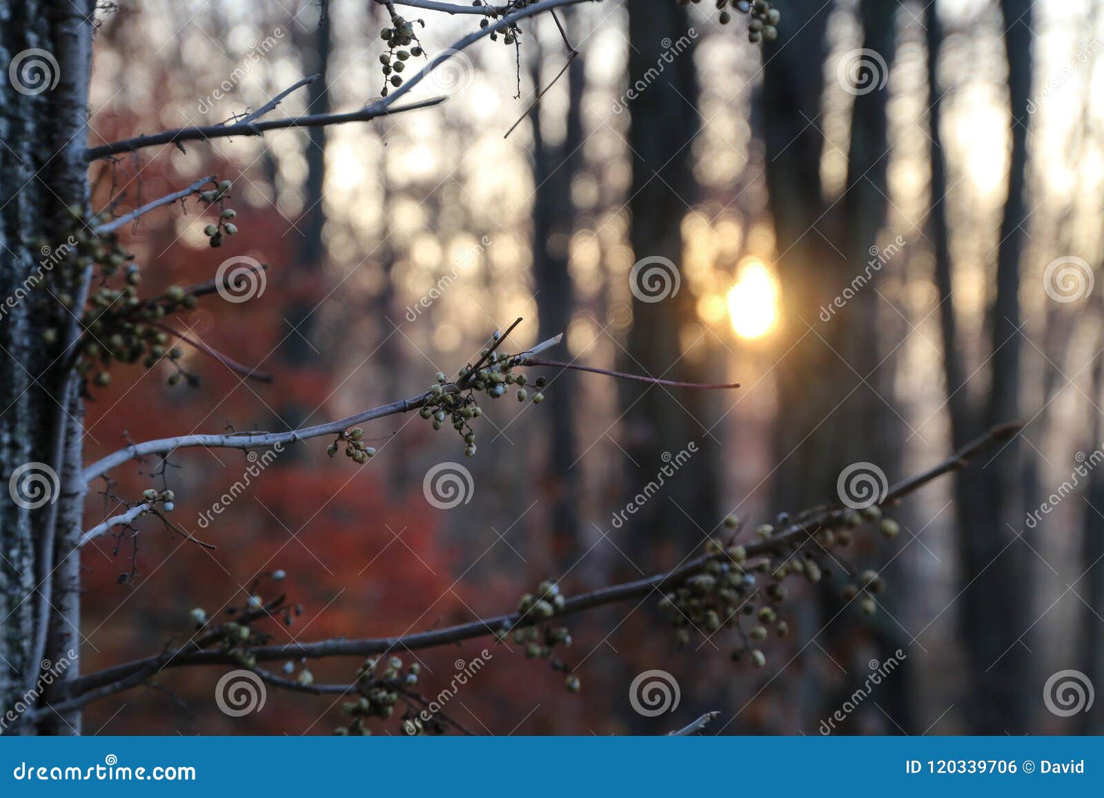 Branches during Sunrise stock photo. Image of antelope - 120339706