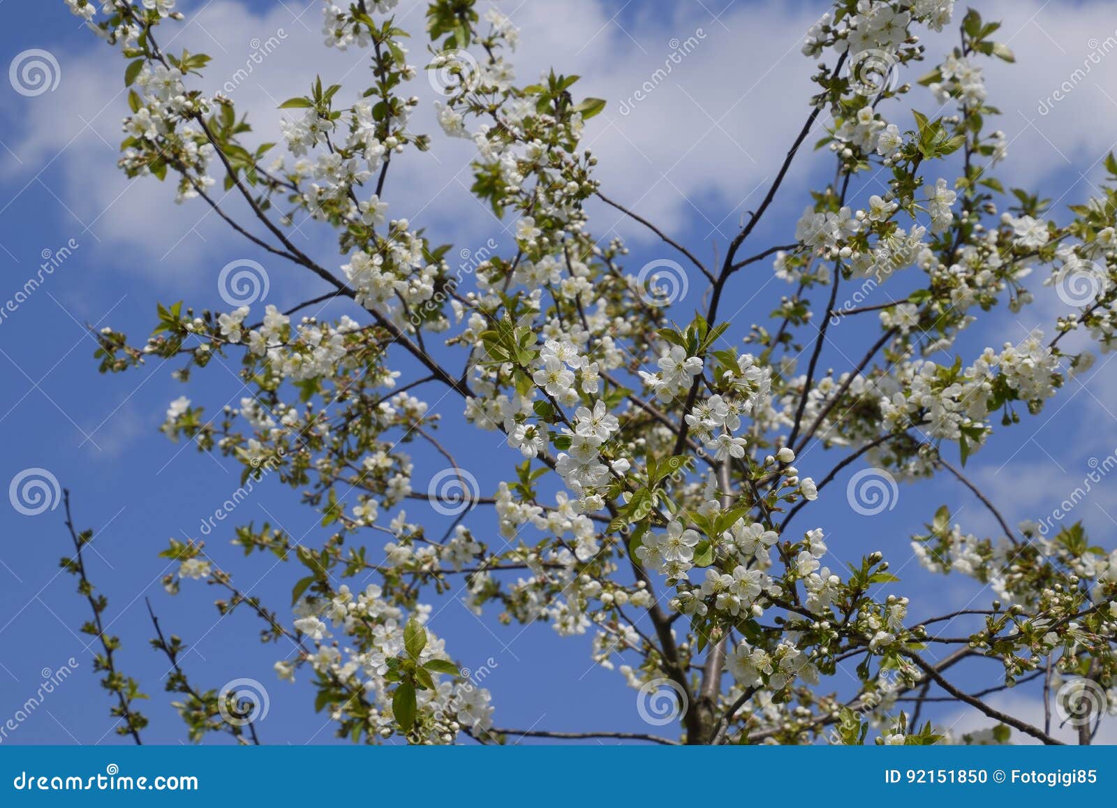 Branches of Cherry Blossoms. Flowering of Fruit Tree. Stock Photo