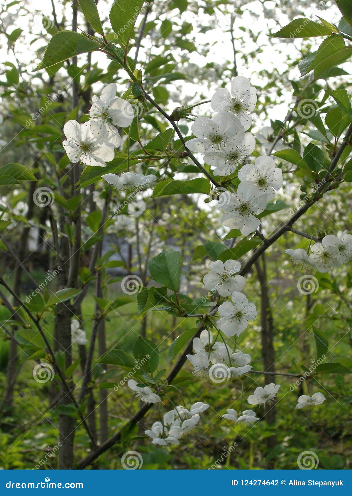 Branches of Cherry Blossoms. Stock Photo Image of field, blossom