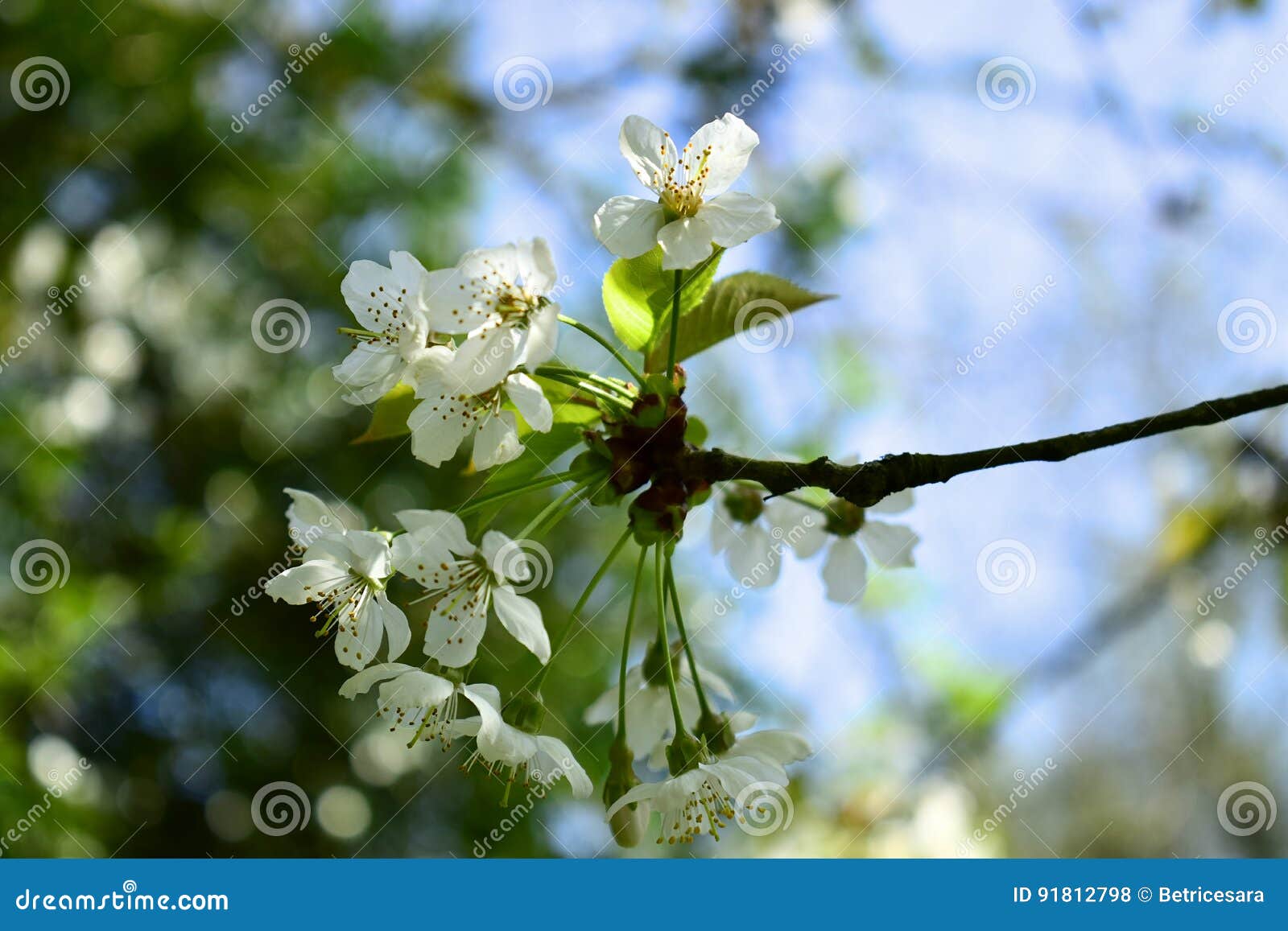 Branches of Cherry Tree in Spring Blossom. Stock Photo Image of