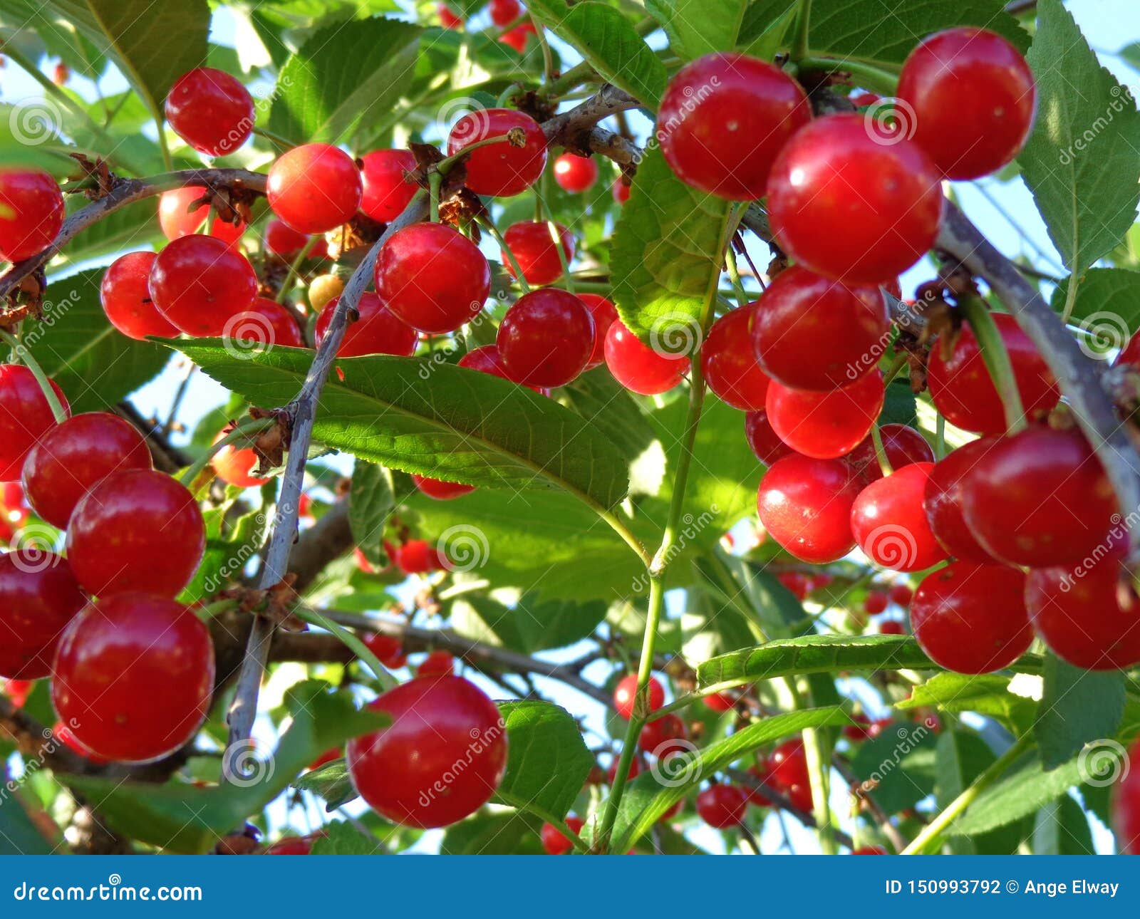 Branches of Cherry Tree on the Sun. Stock Photo Image of caffe