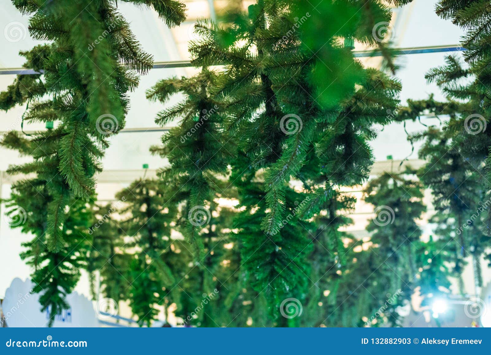 Branches Of The Christmas Tree Hang Upside Down On The Ceiling Stock Image Image Of Plant Frame 132882903,Why Is My Dog So Hyper After A Bath