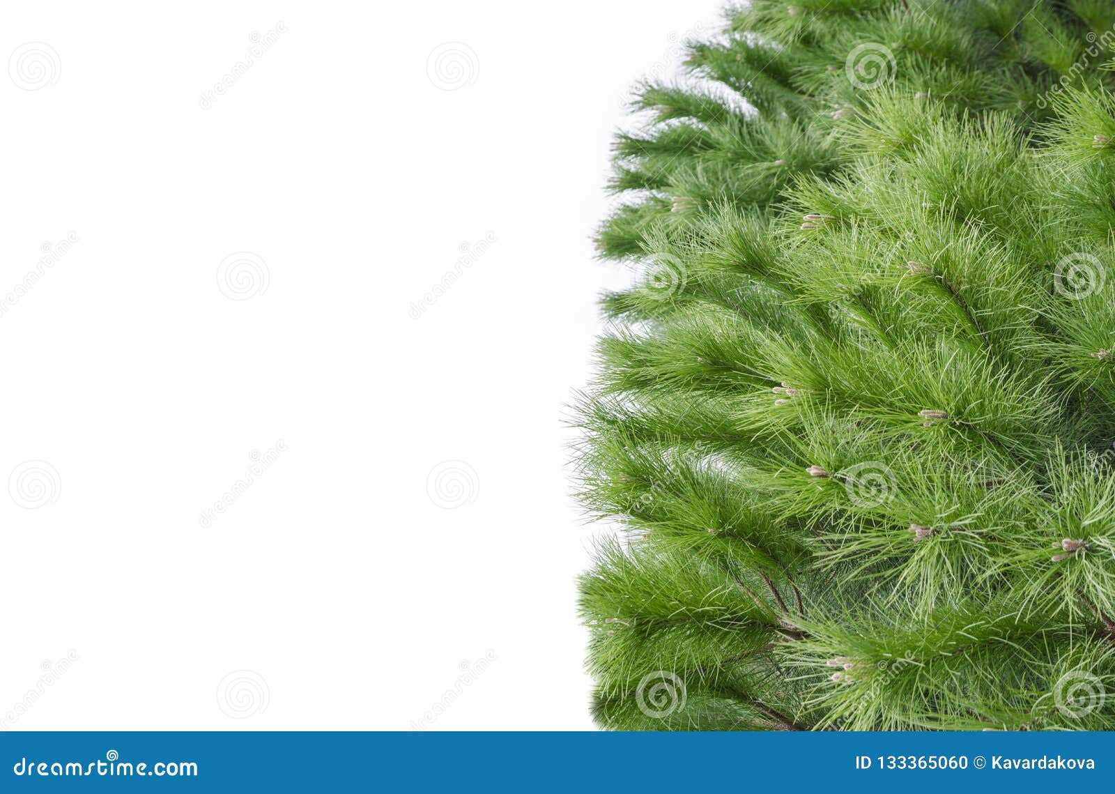 Branches Christmas Tree Pine On White Background Stock Photo Image of