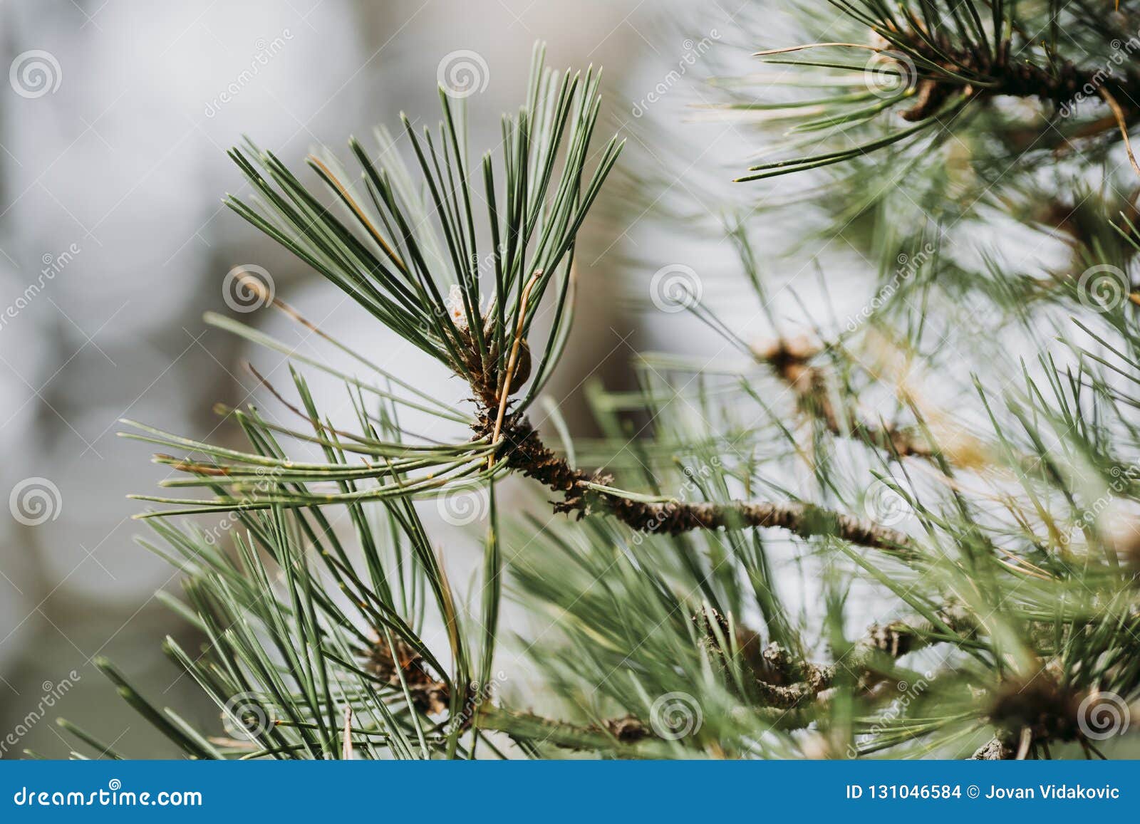 branches of a coniferous tree close up