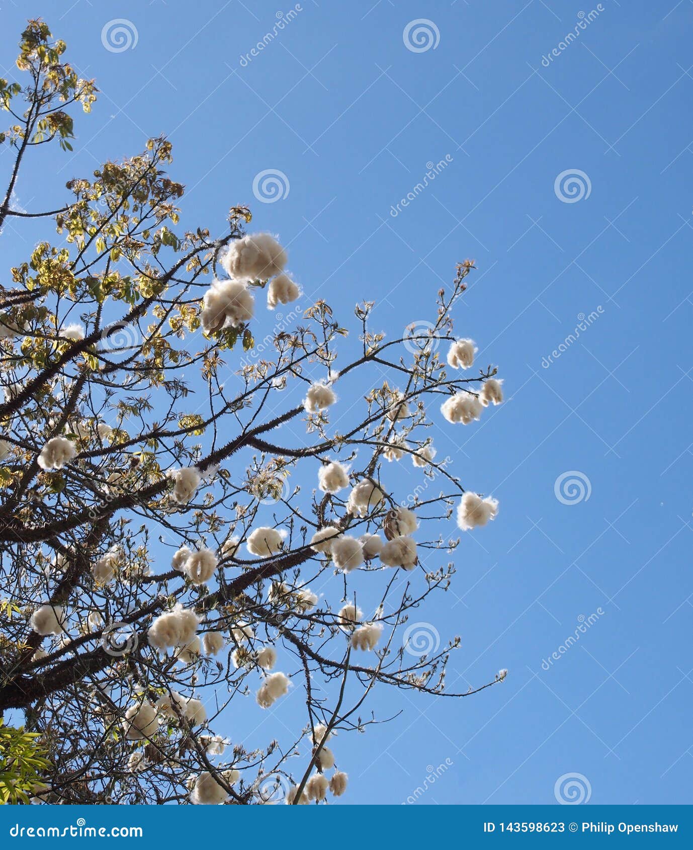 Branches of the Cotton Tree or Java Kapok with Fluffy White Seed Balls