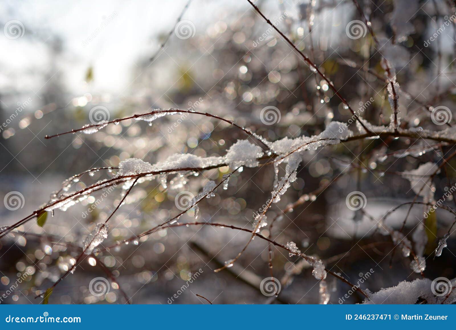 branches covered with mealting snow and ice at bright winter or spring day.