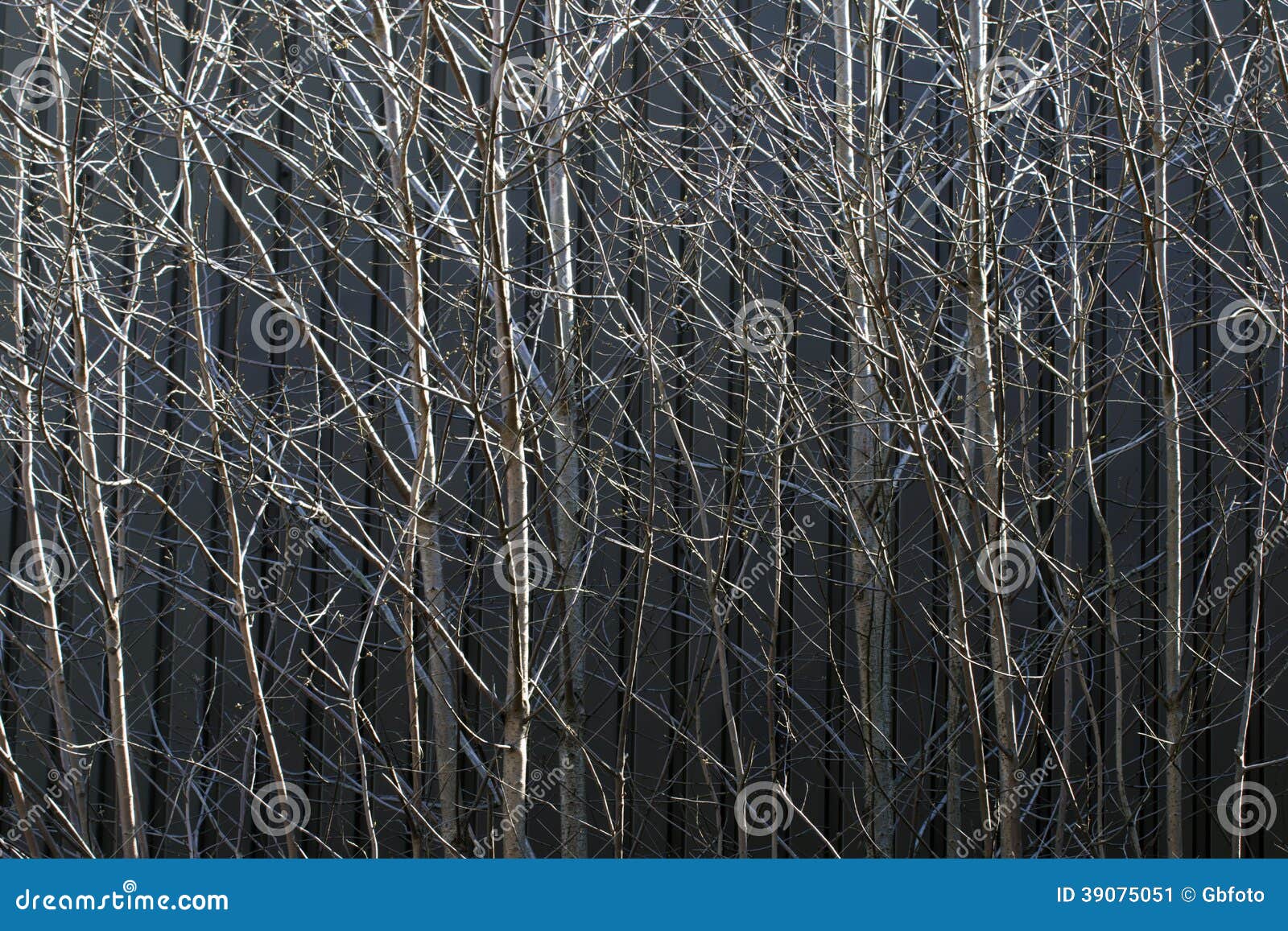 Branches d'arbre nues contre le métal