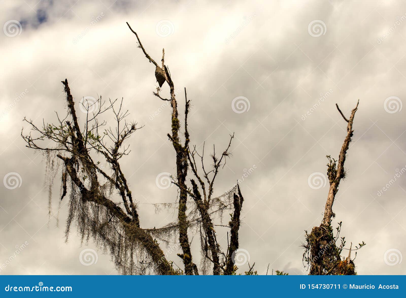 Branches of a Dead Tree Covered with Spanish Moss Stock Image Image of background, branches