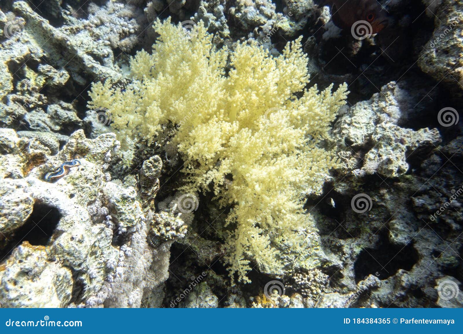 Branches of Deep Sea Coral Polyps, Marine Life on a Ocean Floor