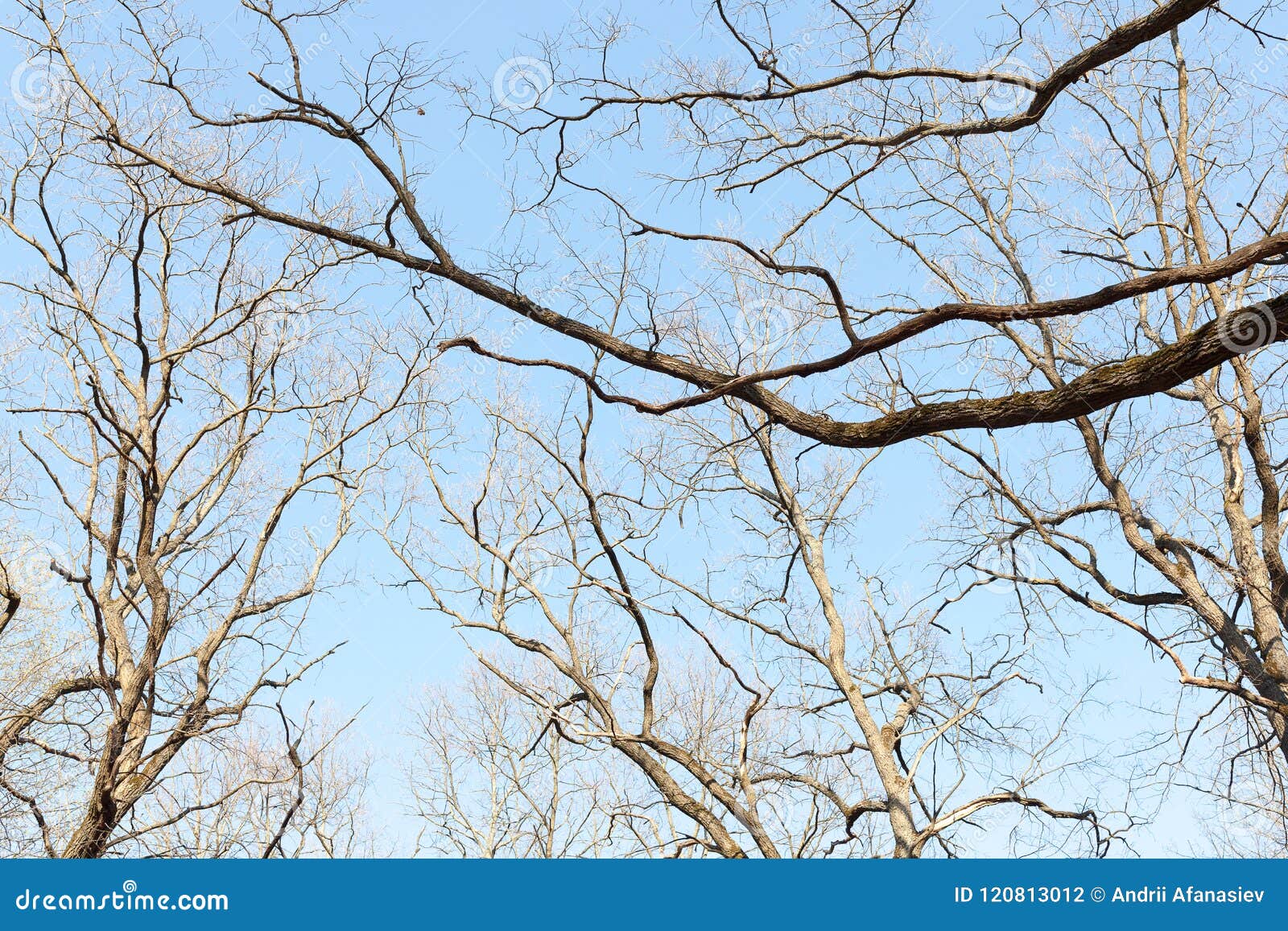 Branches Des Arbres Sans Fond De Feuilles Arbre De Saison Seche Sans Feuilles Belles Branches D Arbre A L Arriere Plan D Automne Photo Stock Image Du Espace Leafless Branches Des Arbres Sans Fond De Feuilles Arbre De Saison Seche Sans Feuilles Belles Branches D Arbre A L Arriere Plan D Automne Photo Stock Image Du Espace Leafless