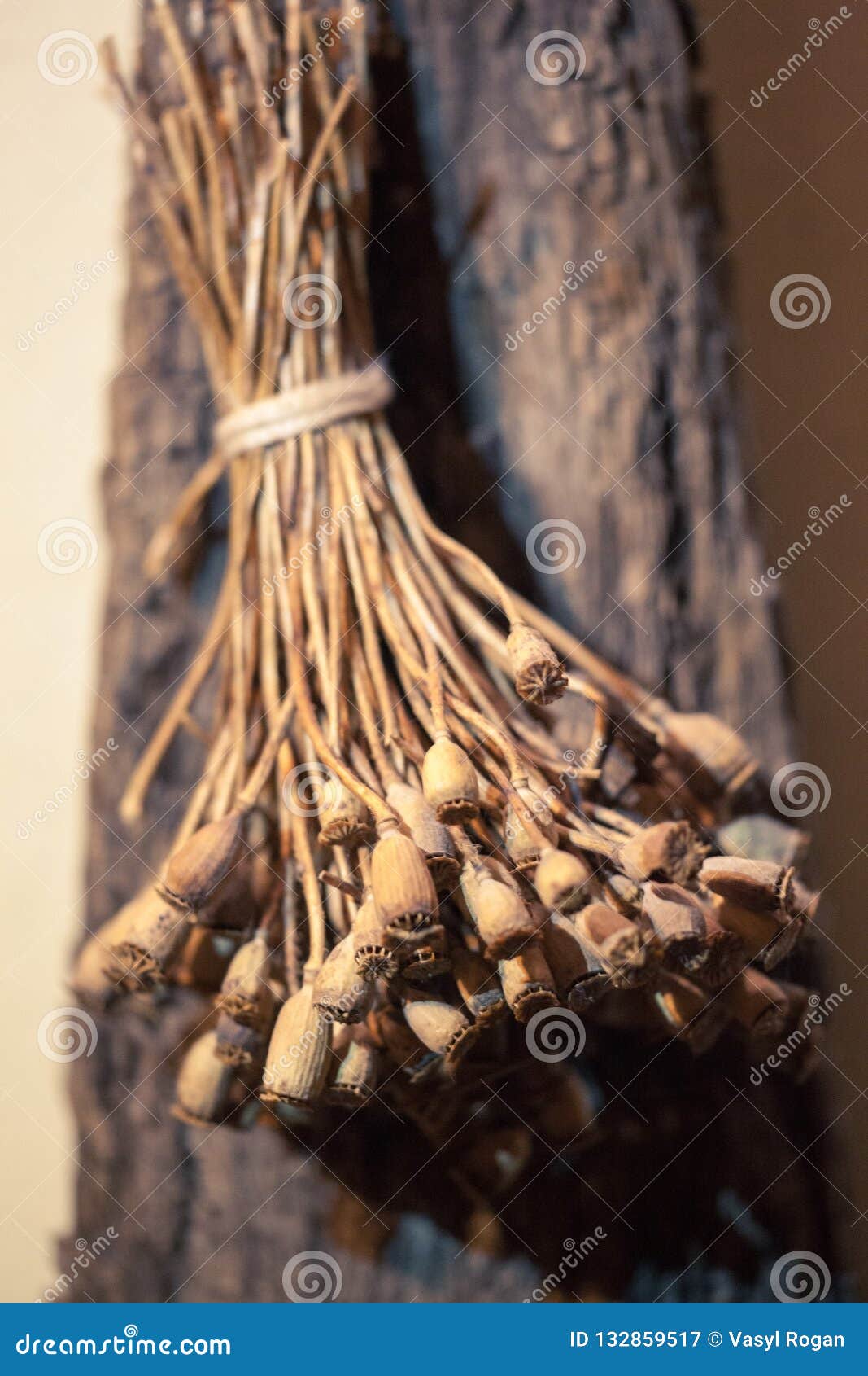 branches of dried wild poppy. shallow depth of field. close-up