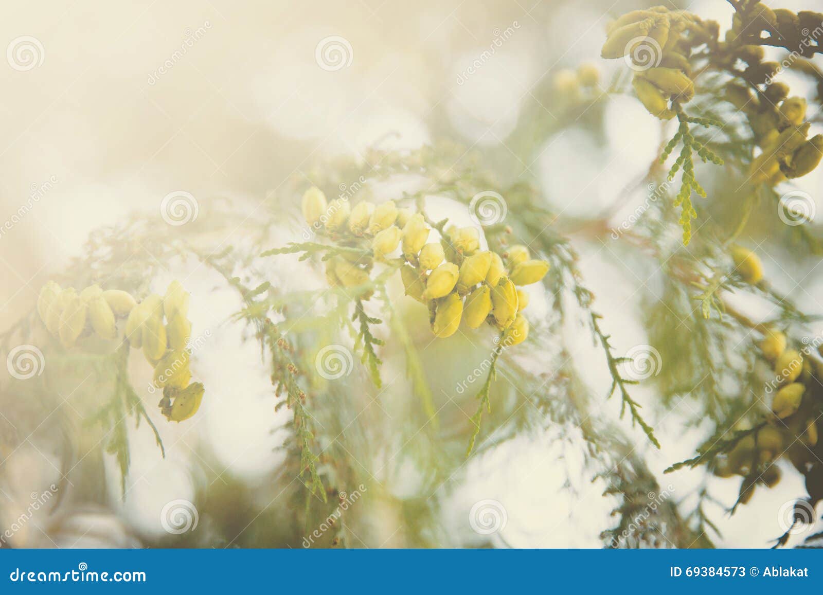 Branches of evergreen tree stock image. Image of tree 69384573