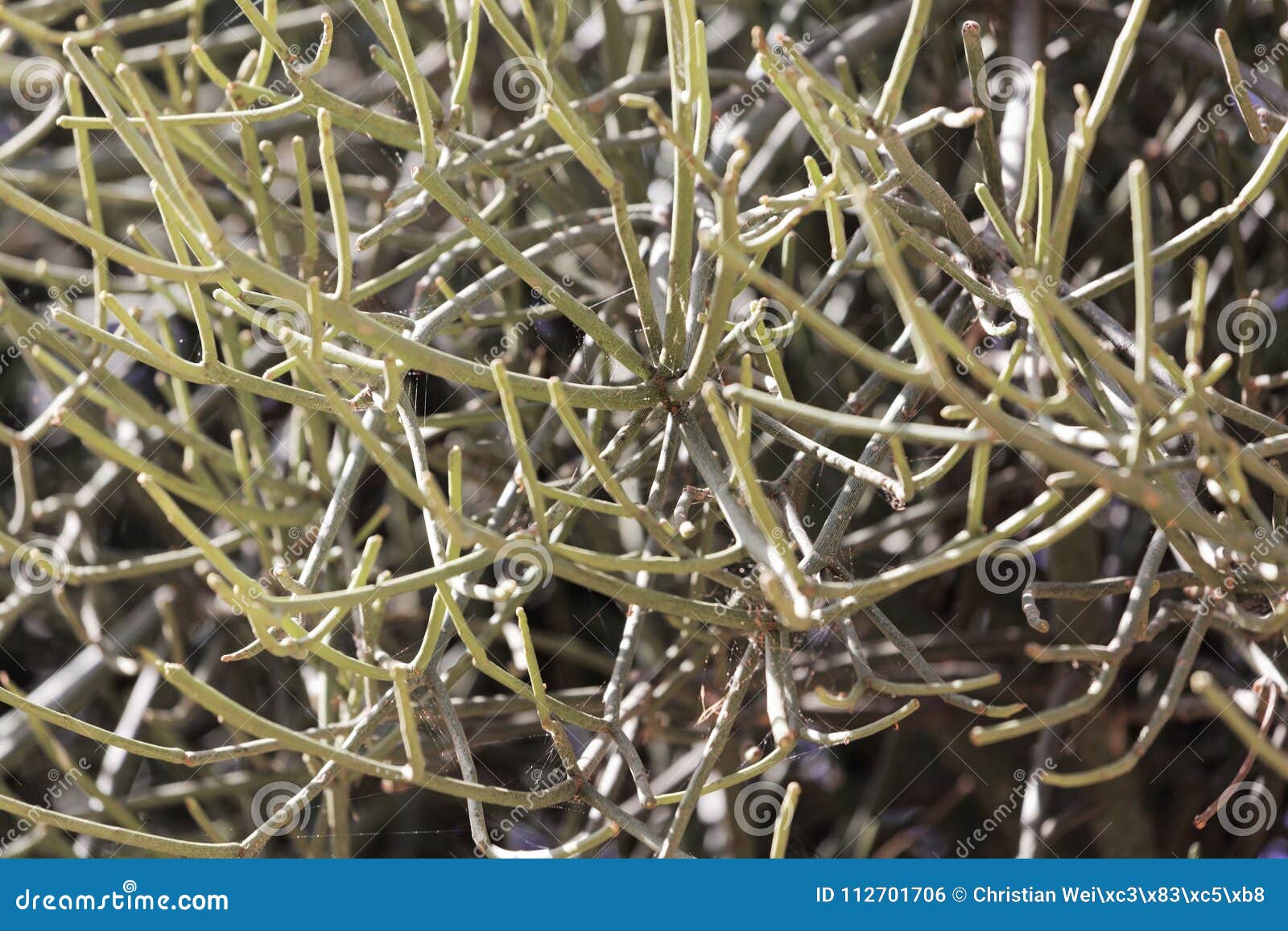 firestick plant euphorbia tirucalli