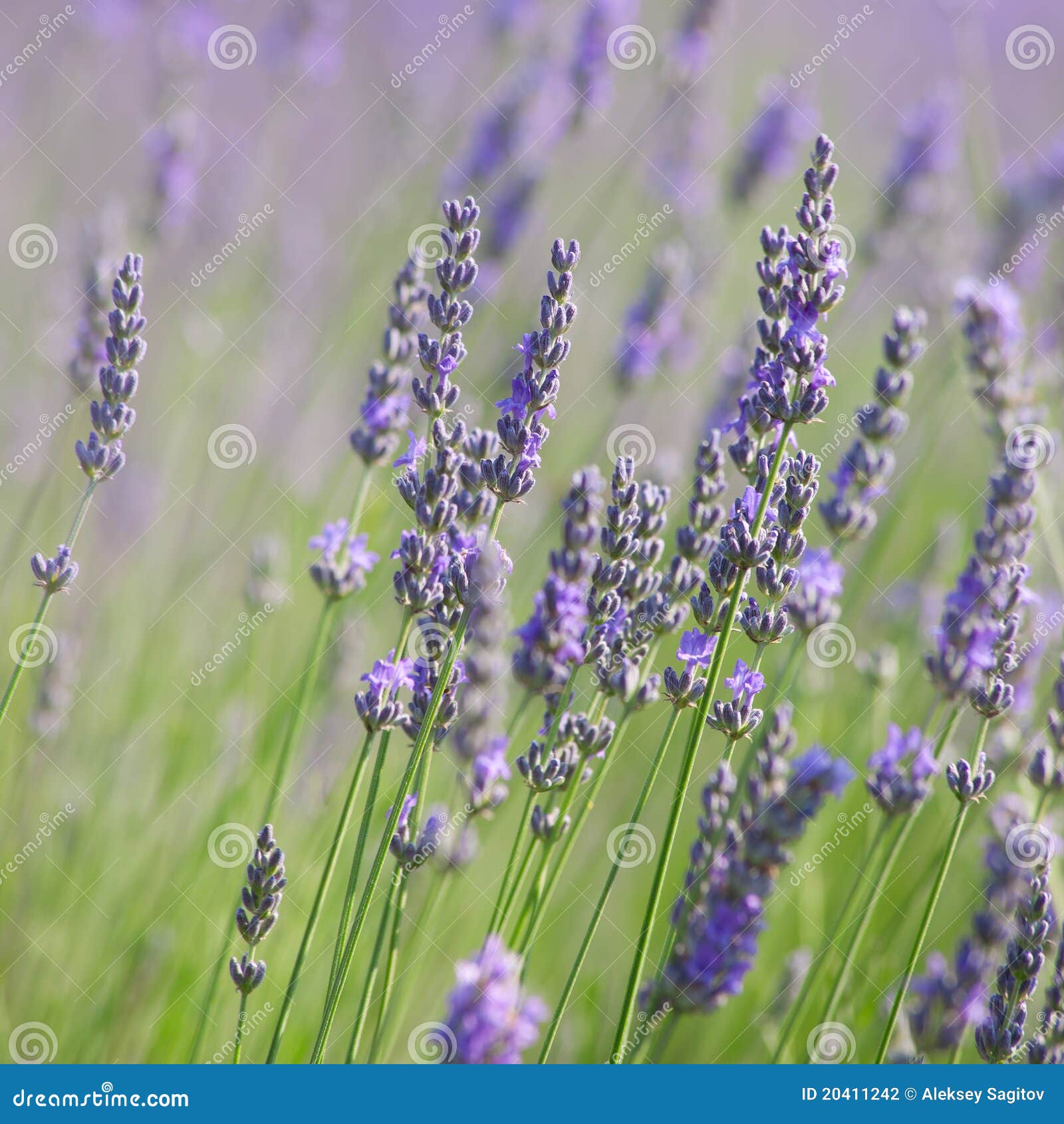 Branches of Flowering Lavender Stock Photo Image of countryside