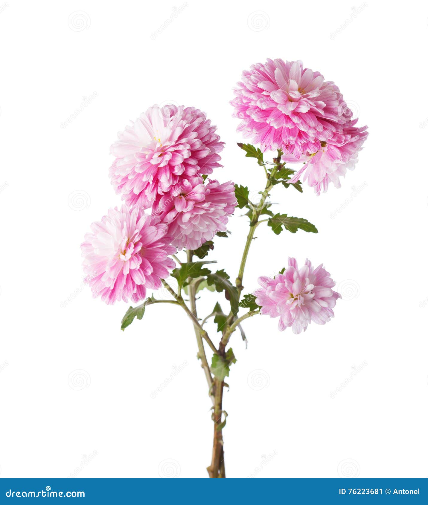 Branches with Flowers of Chrysanthemums. Stock Image - Image of ...