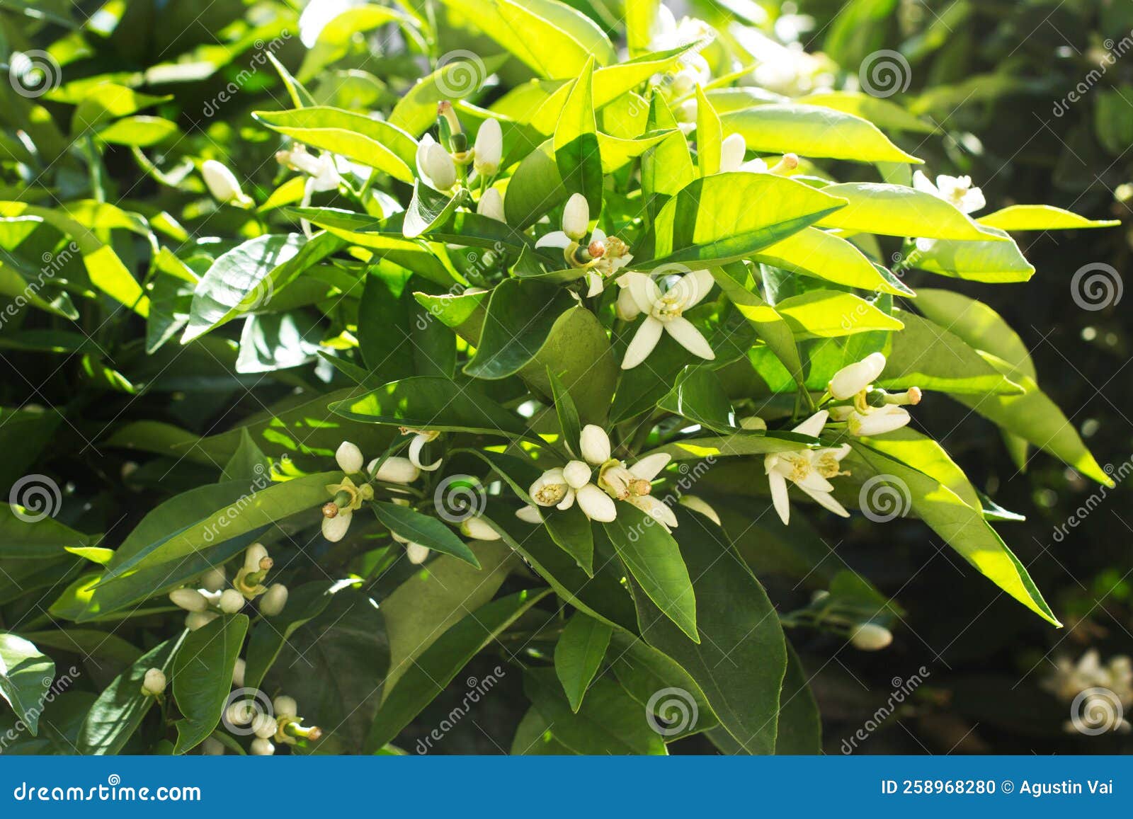 Branches with Flowers of an Orange Tree in the Garden Stock Photo
