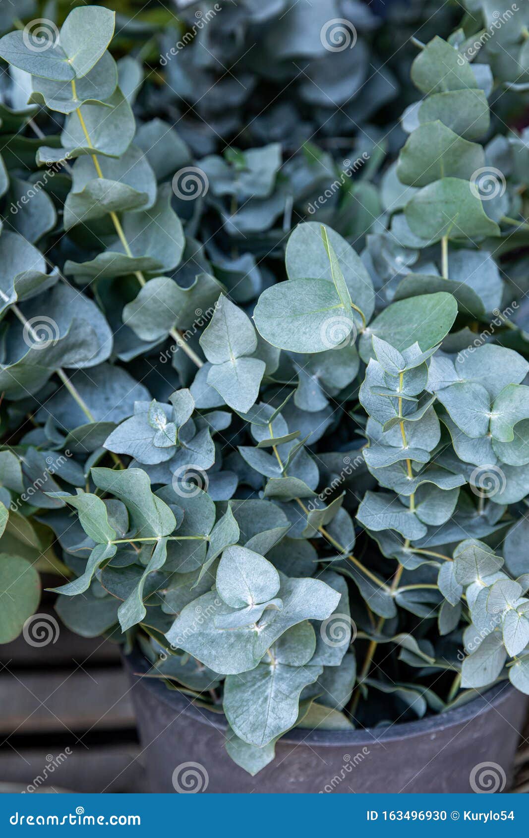 Branches Fraîches Coupées De La Plante Bleu Bébé Eucalyptus à L