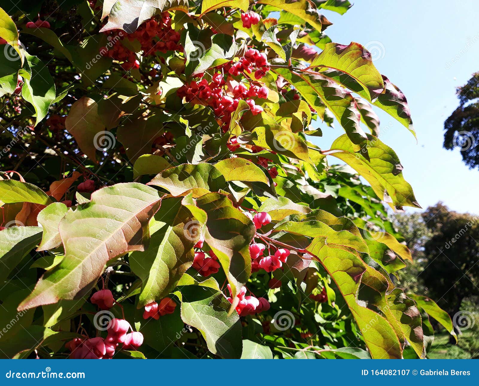 branches with fruits of euonymus hamiltonianus.