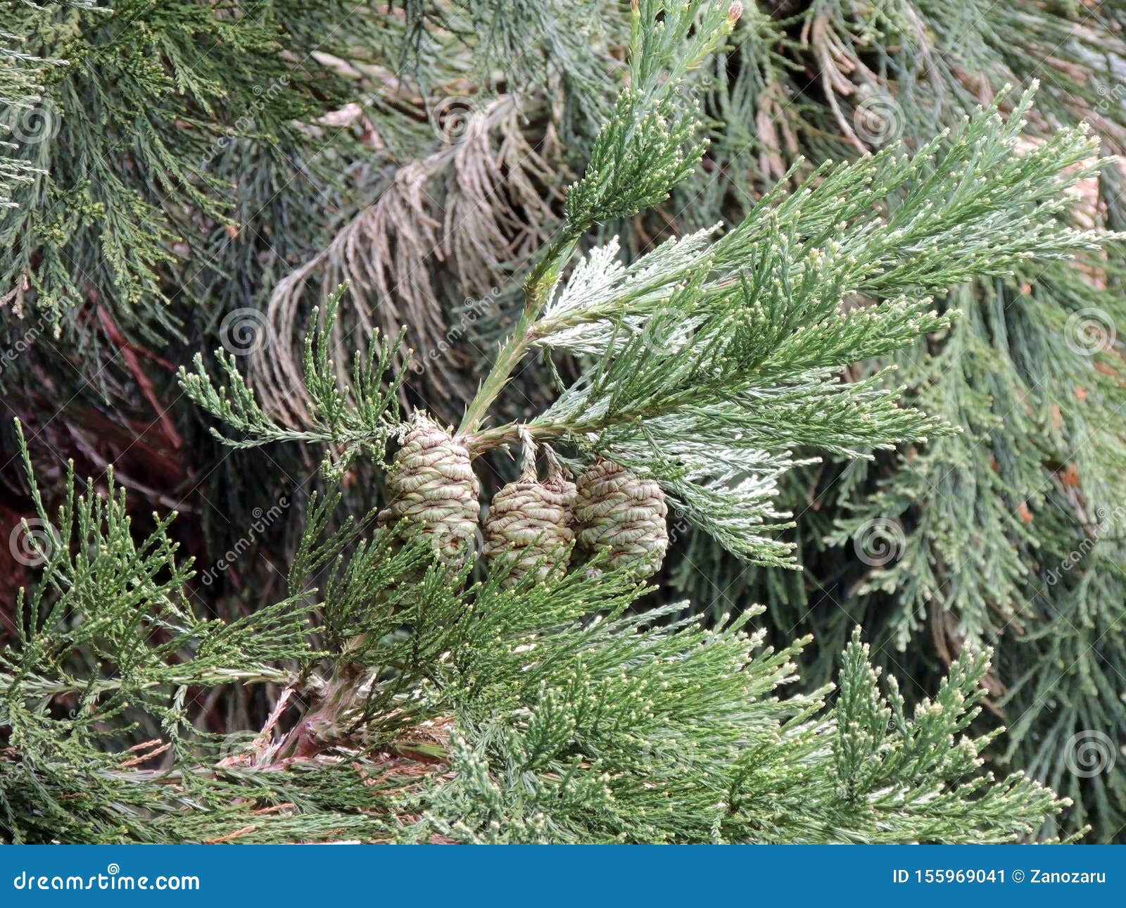 branches and green cones of sequoiadendron giganteum