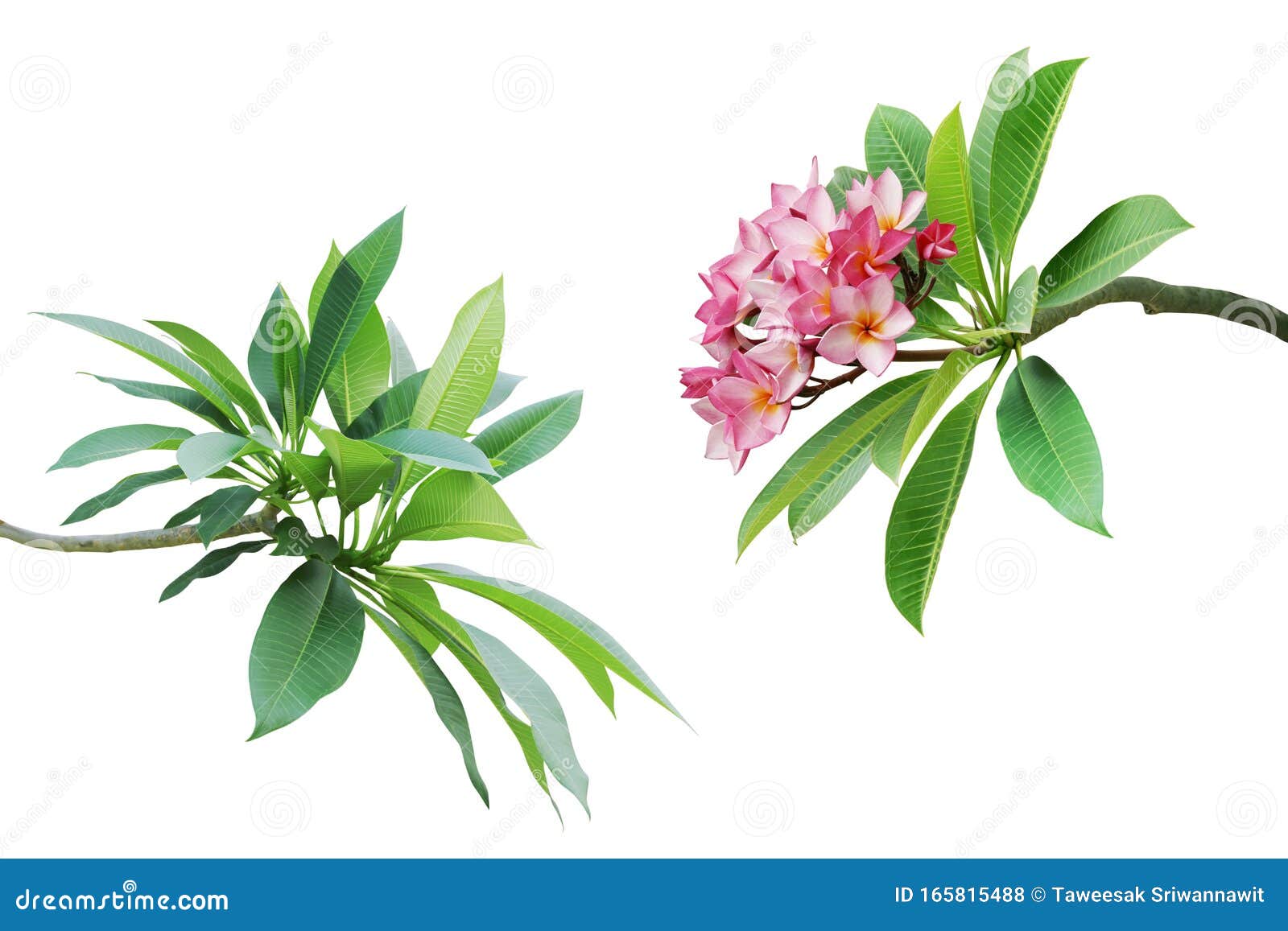 branches with green leaves and pink flowers of frangipani, plumeria tree  on white background with clipping path