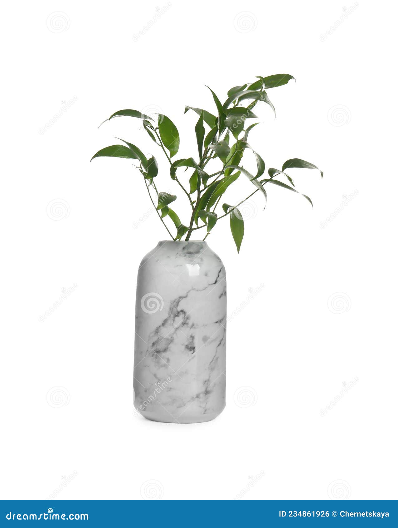 Branches with Green Leaves in Vase Isolated on White Stock Photo