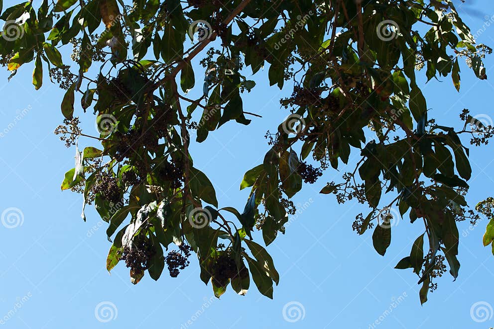 BRANCHES of LAVENDER TREE with TYPICAL DROOPING LEAVES and SMALL